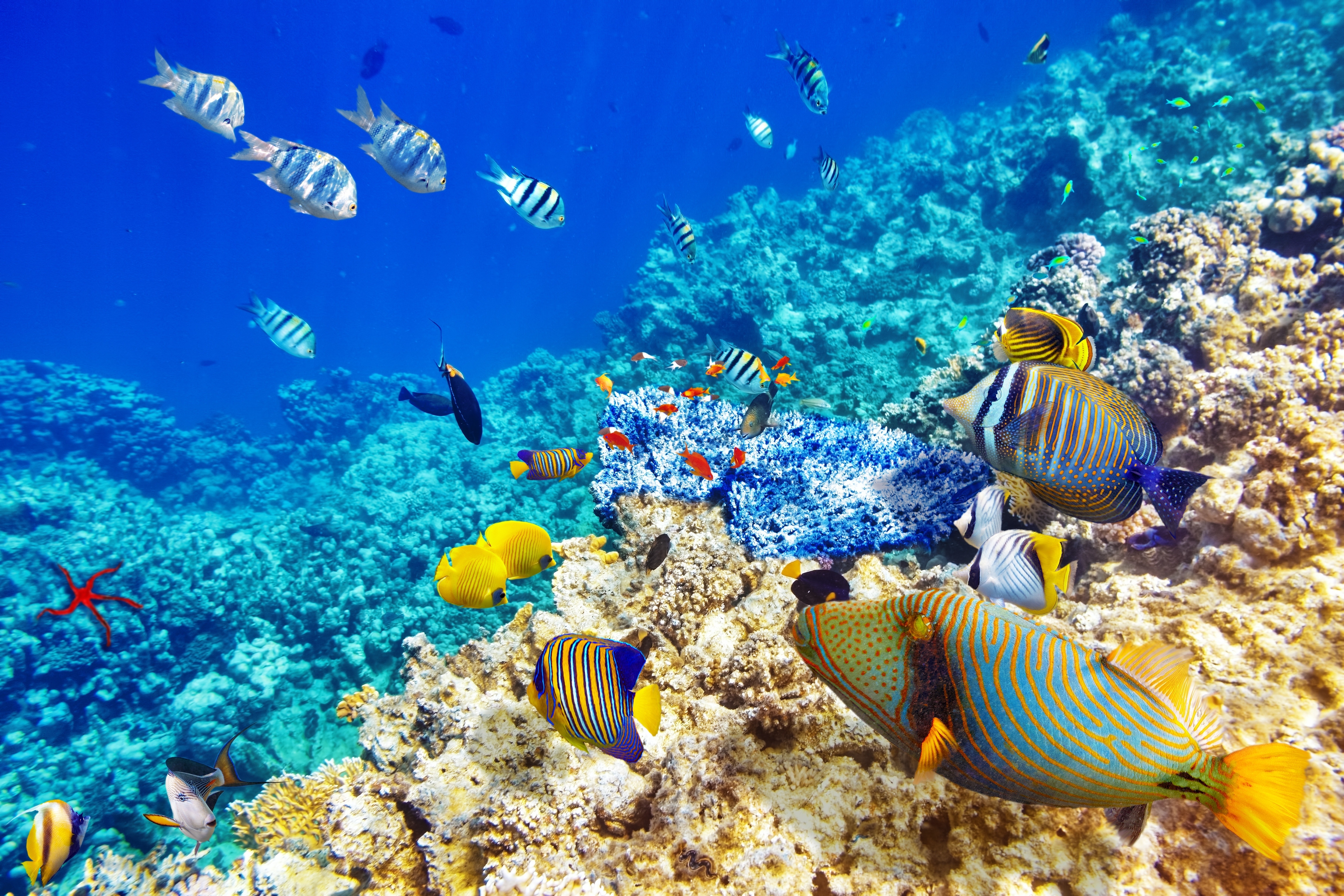 fond d'écran sous marin,récif,récif de corail,poisson,sous marin,poissons de récifs coralliens