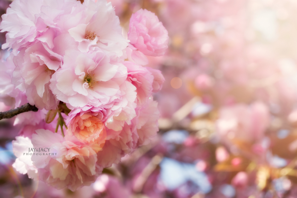 シックなデスクトップの壁紙,ピンク,花,花弁,工場,春