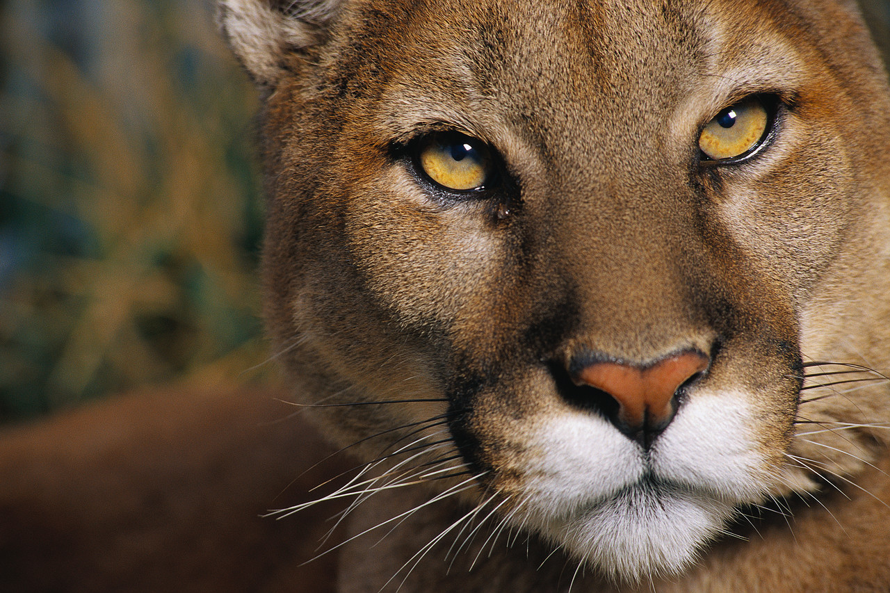 papel tapiz puma,fauna silvestre,animal terrestre,bigotes,felidae,puma