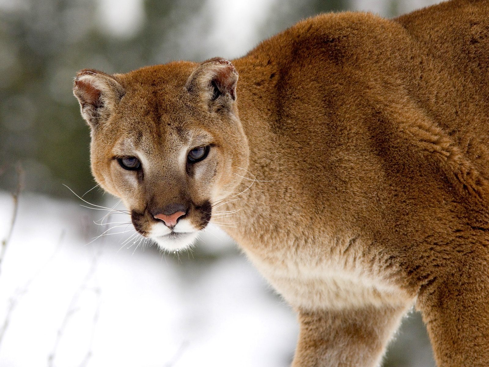 cougar wallpaper,mammal,vertebrate,wildlife,cougar,felidae