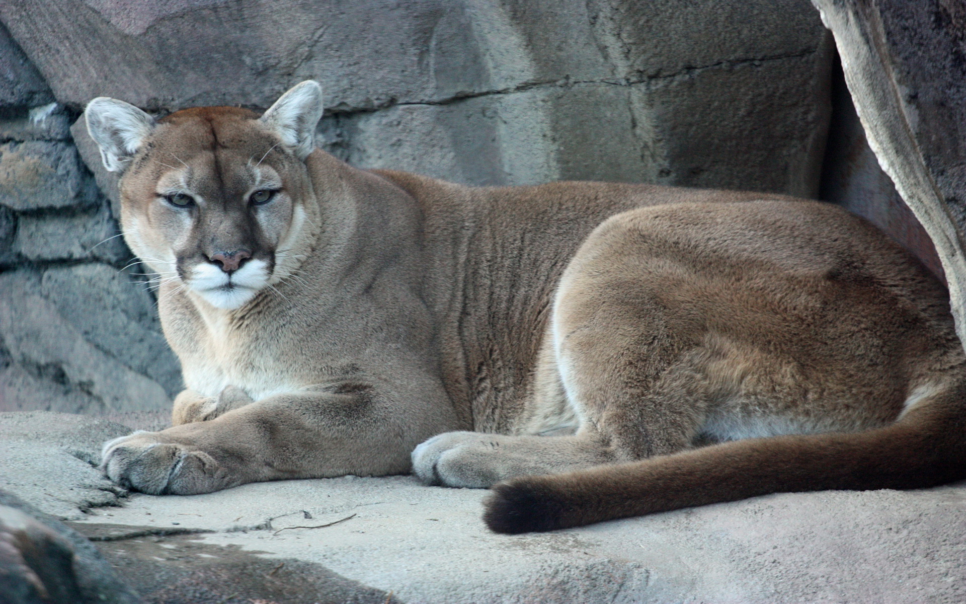 Cougar Widescreen Wallpaper - Пума Лежит- WallpaperUse