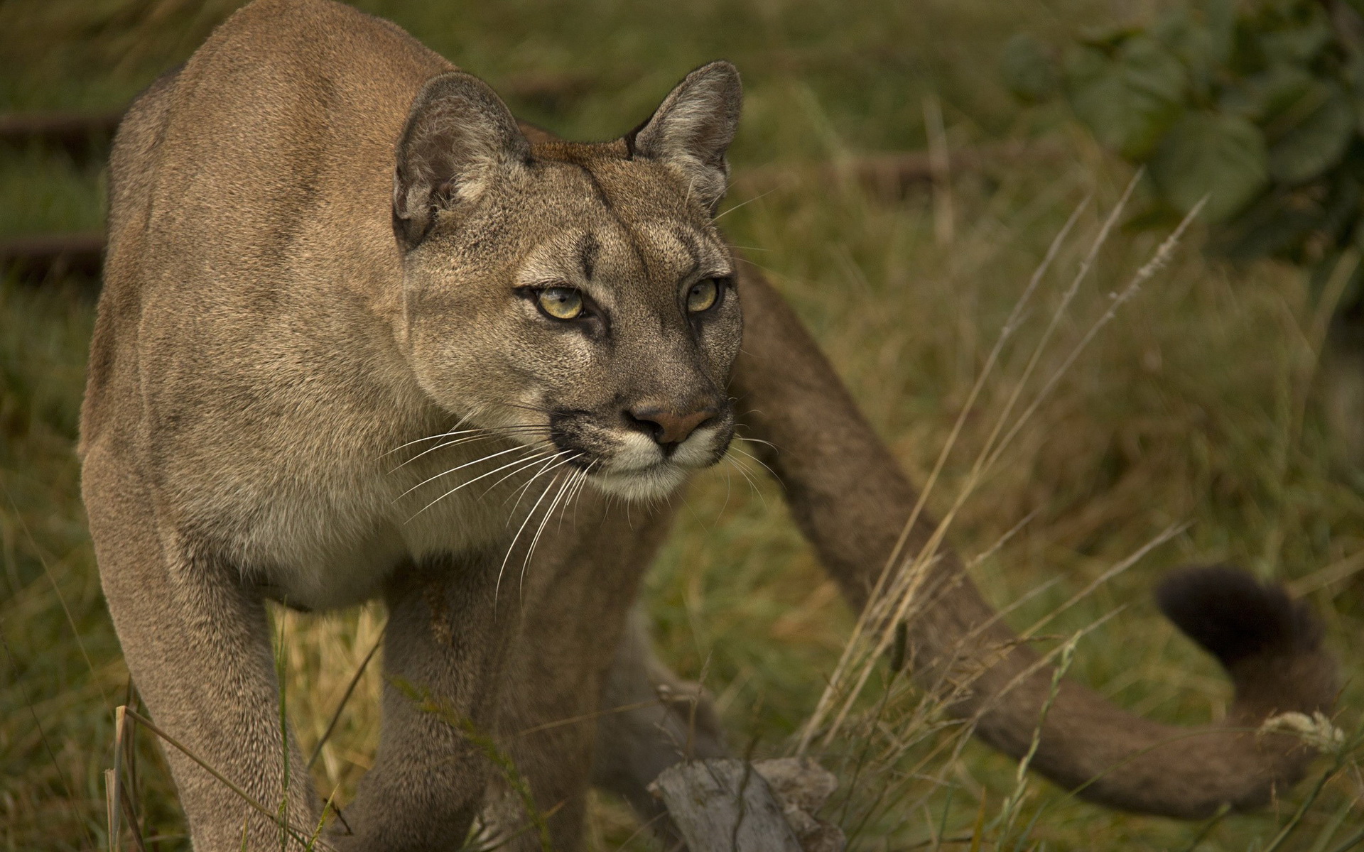 퓨마 벽지,야생 동물,지상파 동물,퓨마,felidae,쿠거