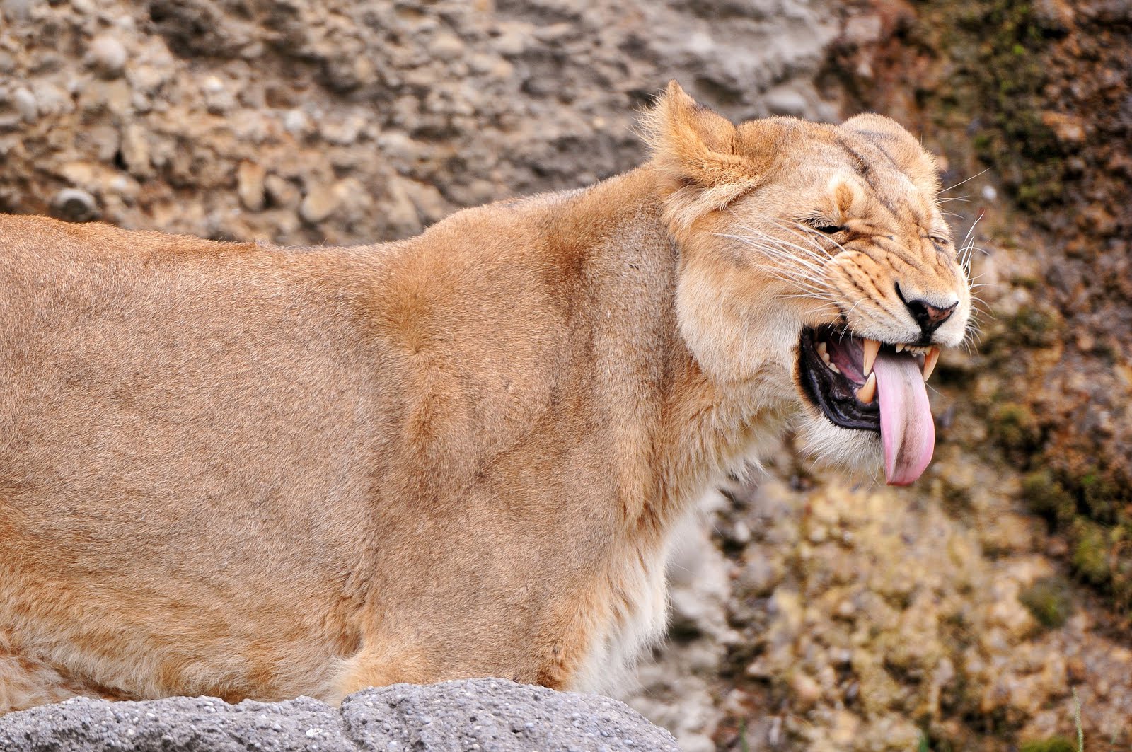 carta da parati cougar,natura,leone,felidae,animale terrestre,grandi gatti