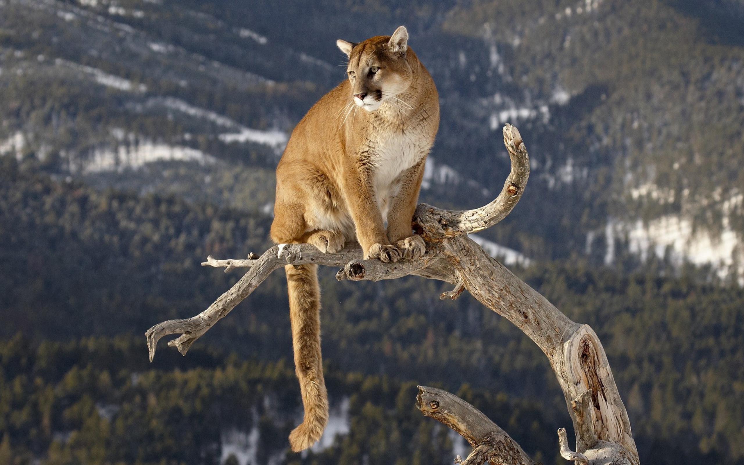 cougar wallpaper,wildlife,felidae,terrestrial animal,puma,cougar