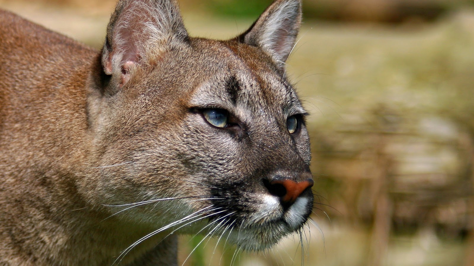 cougar wallpaper,mammal,vertebrate,wildlife,whiskers,terrestrial animal