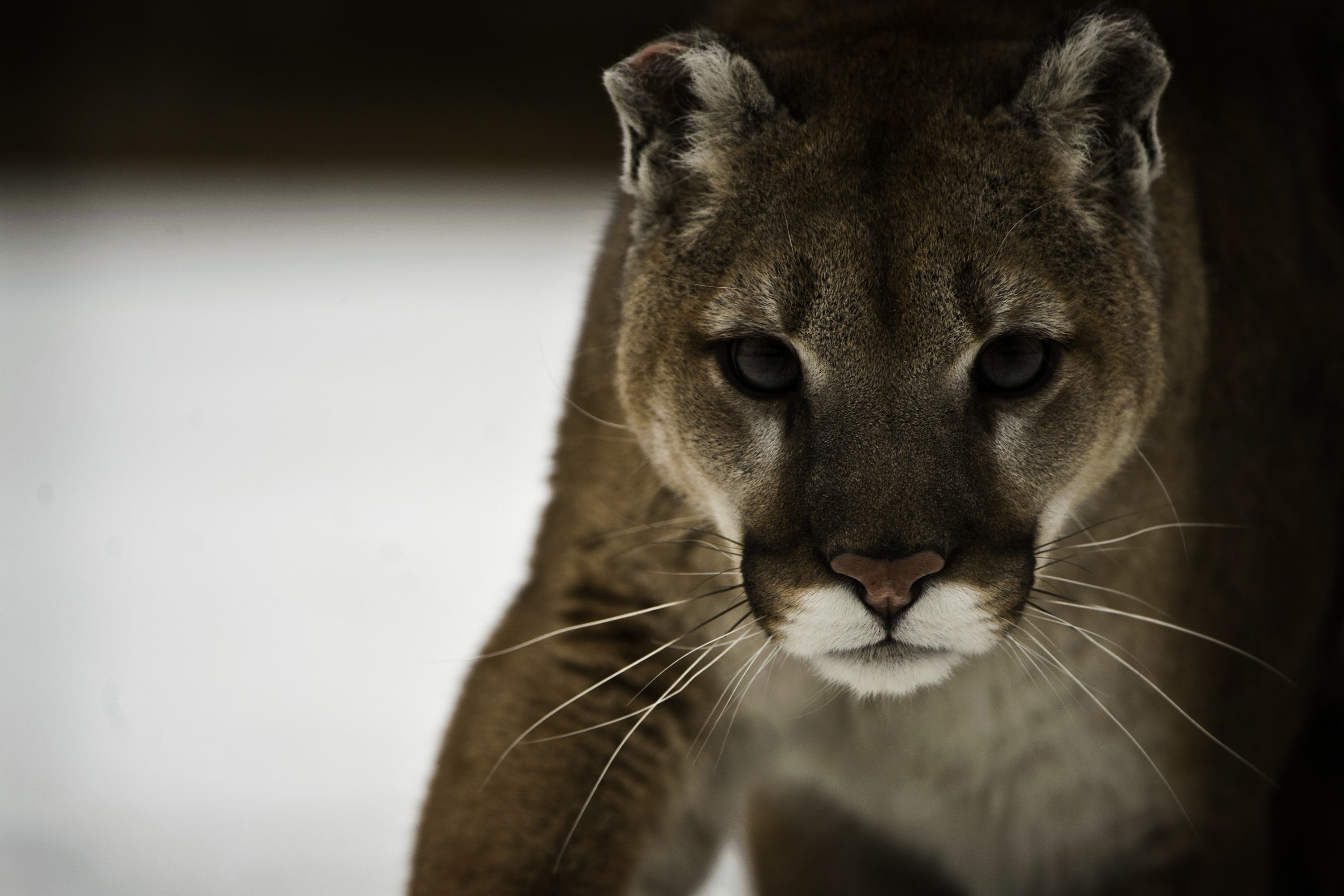 carta da parati cougar,barba,puma,natura,felidae,puma