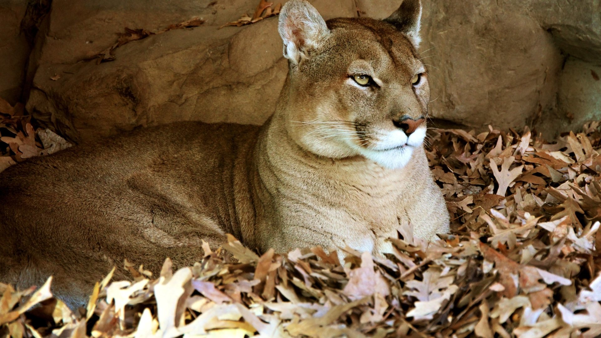 papier peint puma,animal terrestre,faune,félidés,puma,puma