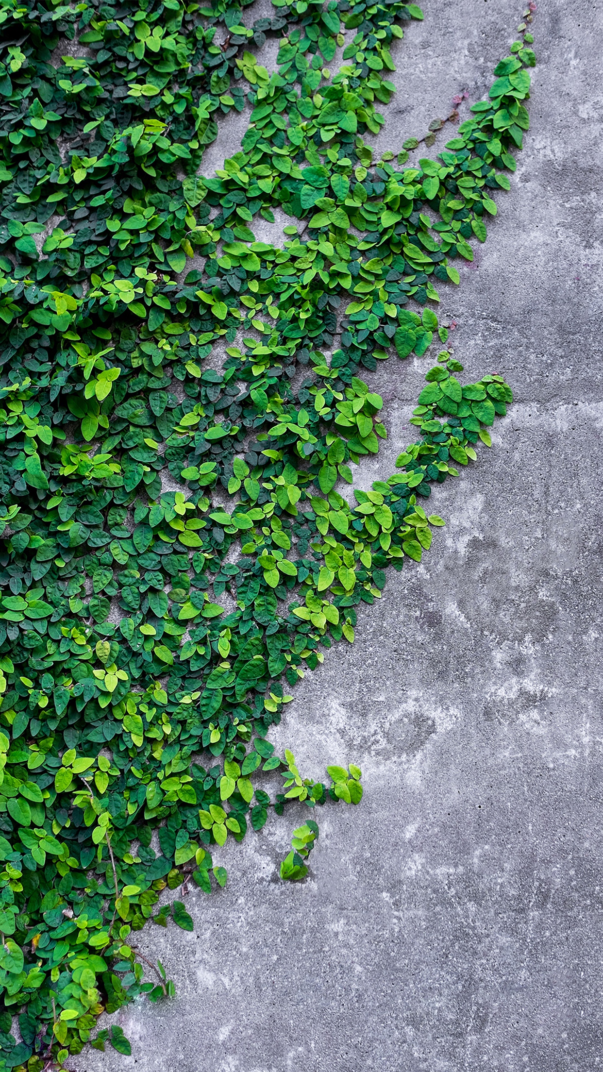 apple ios 10 wallpaper,ivy,green,wall,plant,leaf