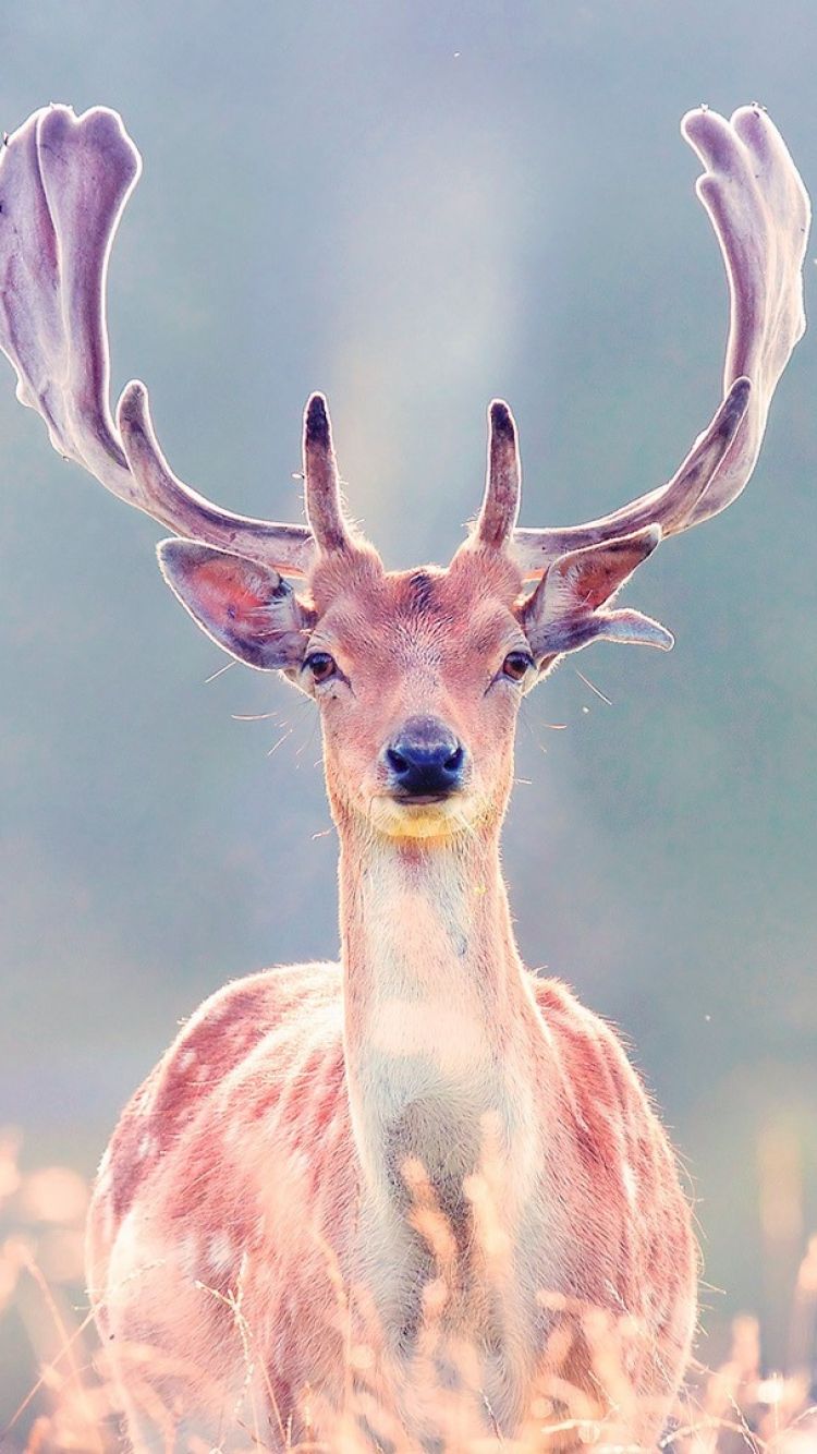 google iphone wallpaper,tierwelt,hirsch,horn,geweih,landtier