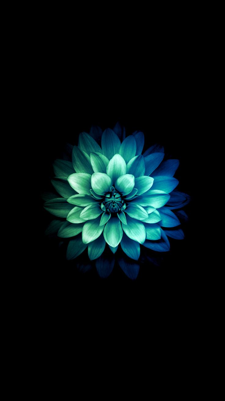 google iphone wallpaper,blue,green,black,petal,turquoise