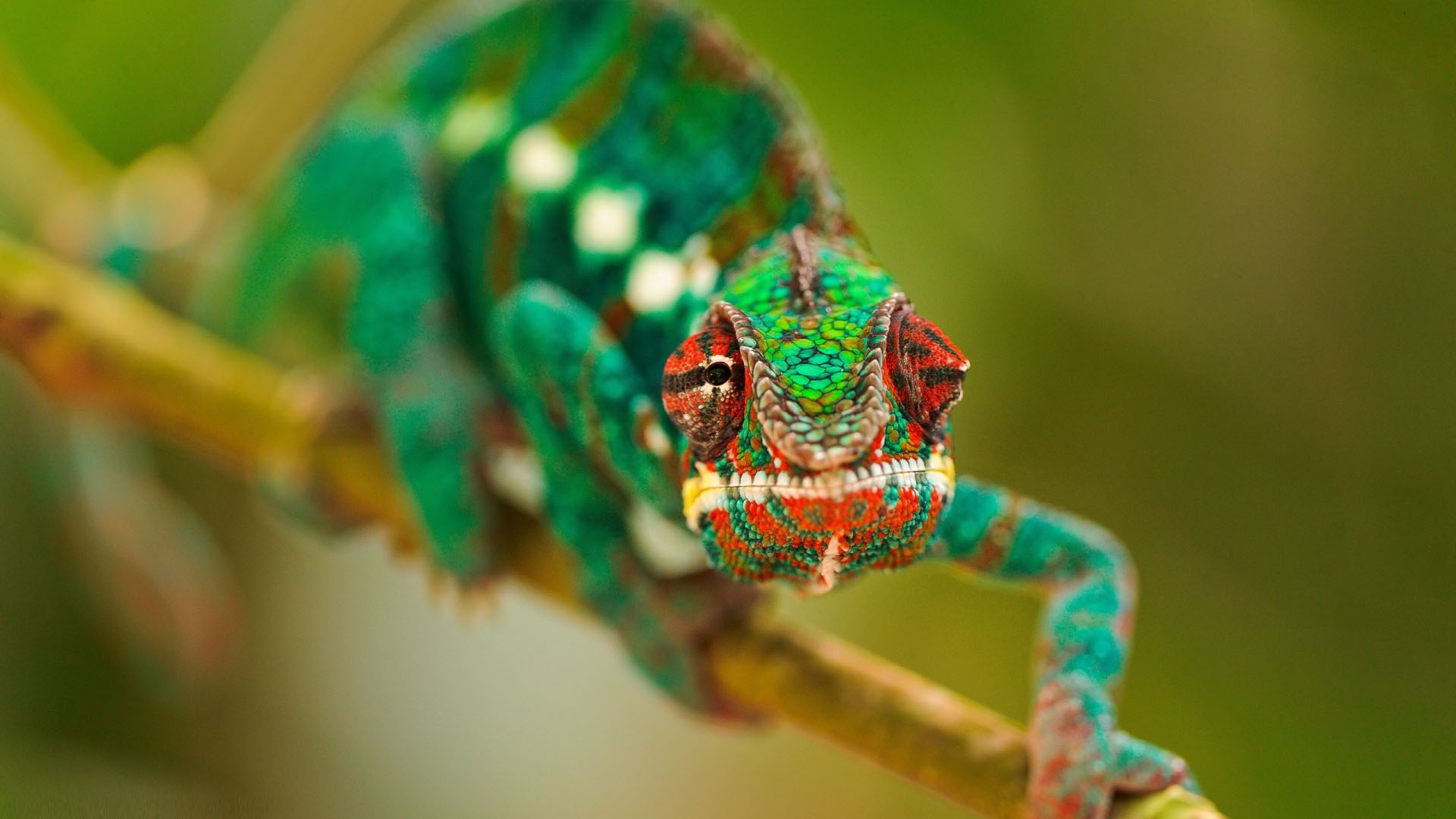 macro wallpaper,chameleon,common chameleon,macro photography,lizard,reptile