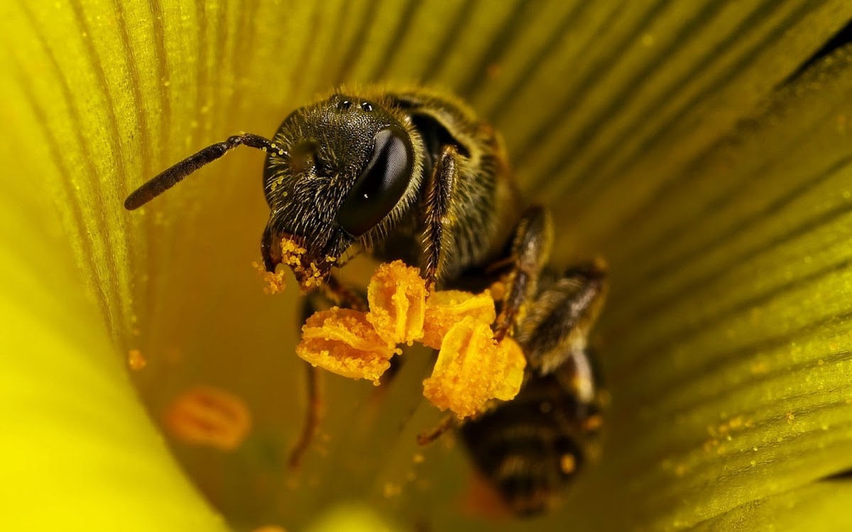 macro wallpaper,insect,megachilidae,honeybee,bee,yellow