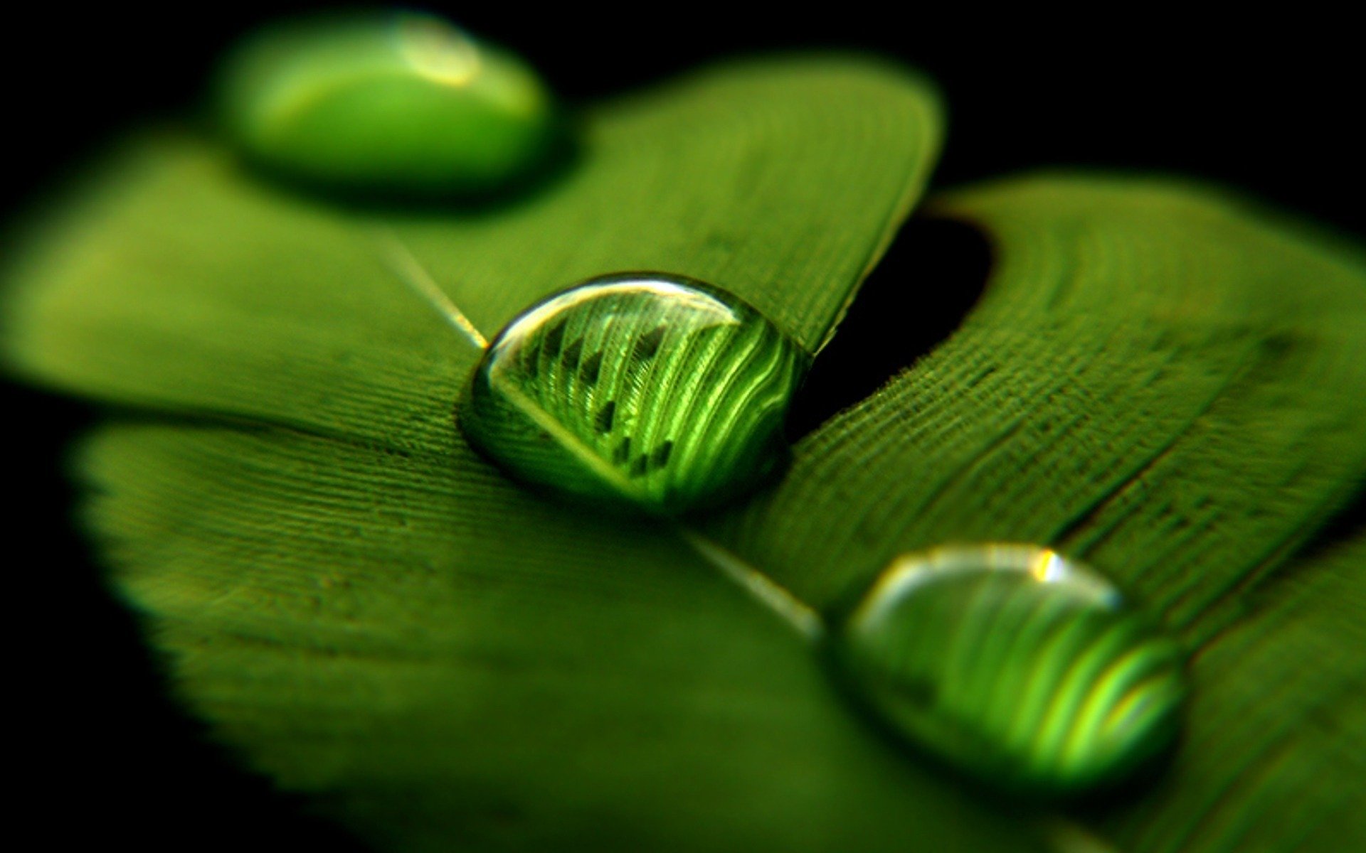 macro wallpaper,green,leaf,water,macro photography,drop