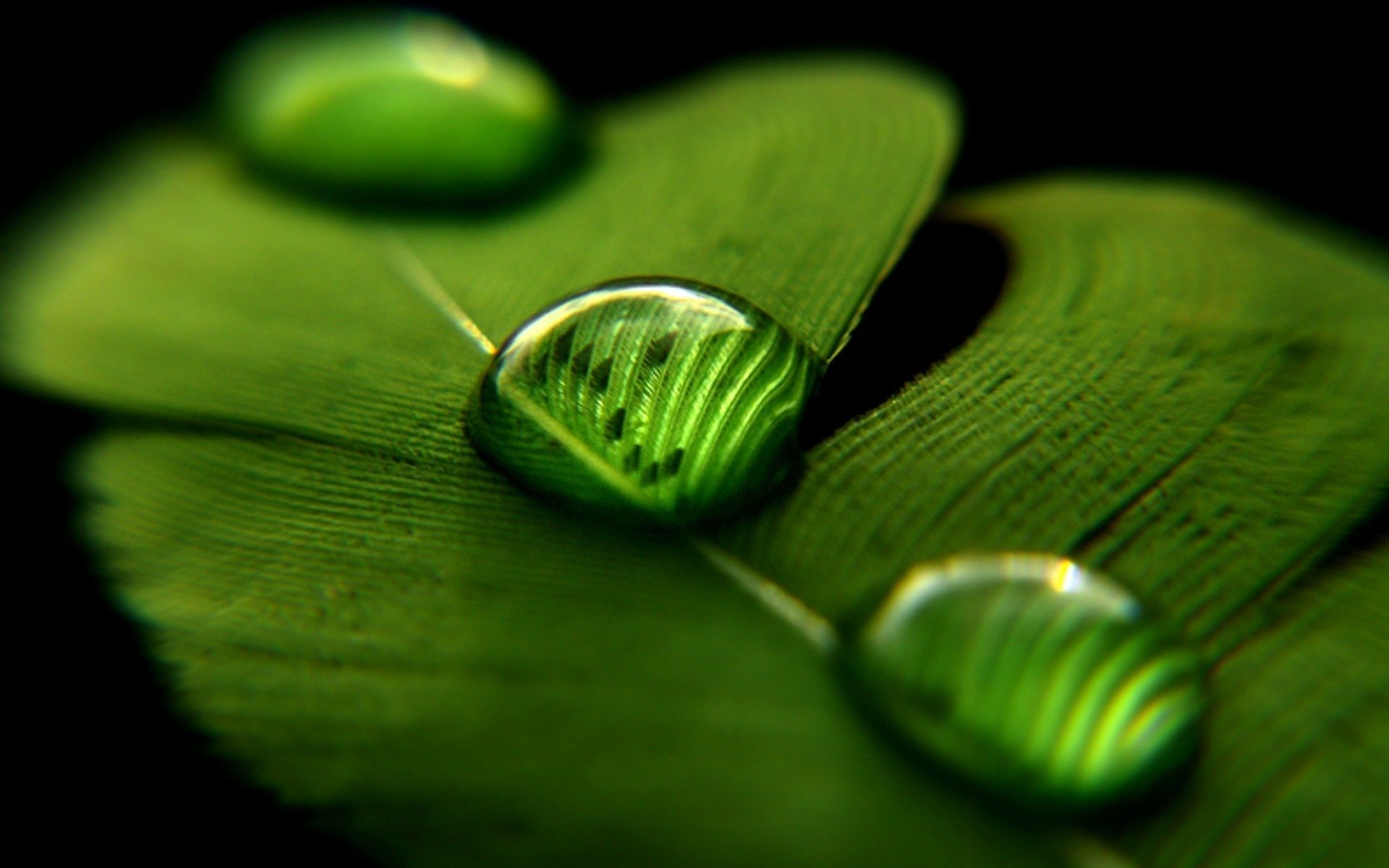 makrotapete,grün,blatt,wasser,makrofotografie,fallen