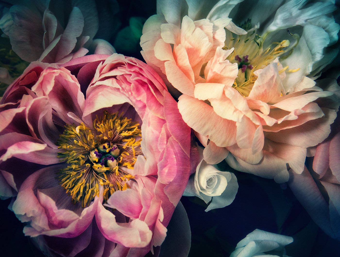 fond d'écran diana watson,fleur,plante à fleurs,pétale,rose,plante