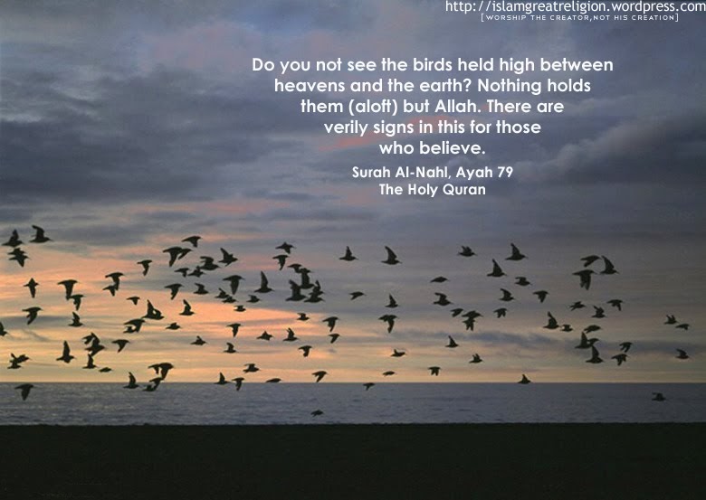 islamic quotes wallpaper hd,flock,bird migration,sky,animal migration,text