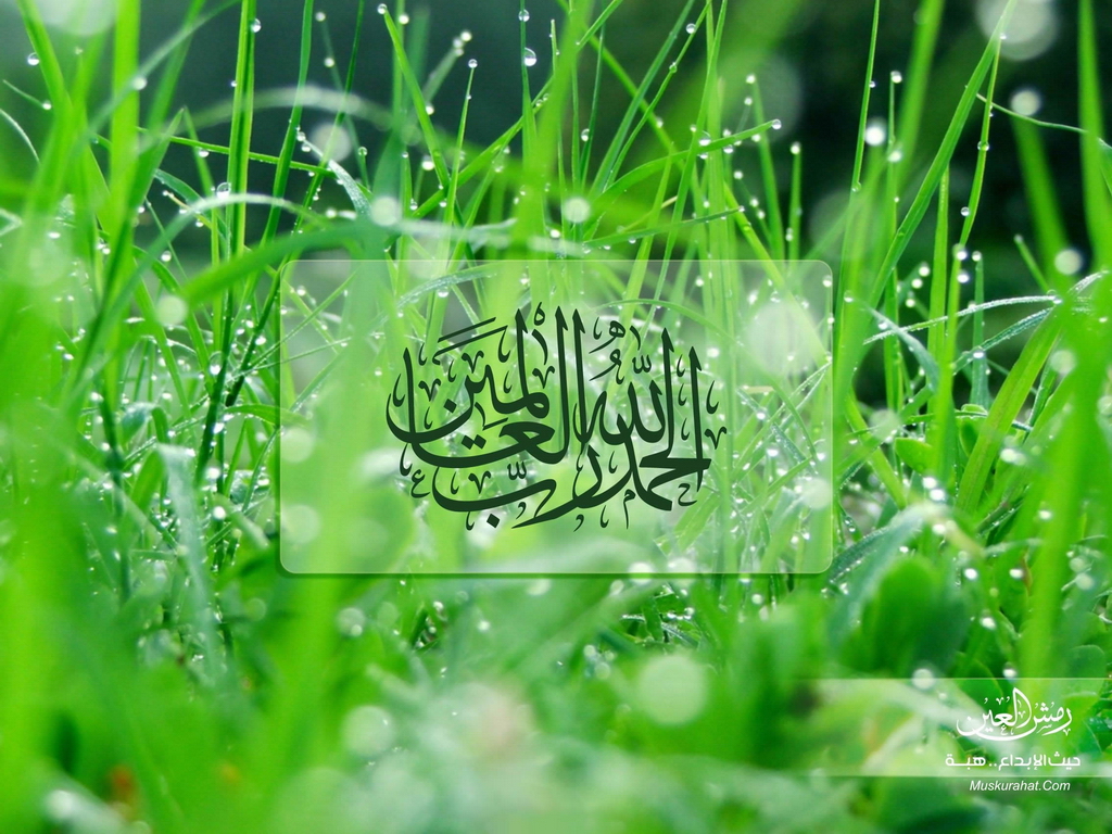이슬람 벽지 다운로드,초록,물,자연,잔디,이슬