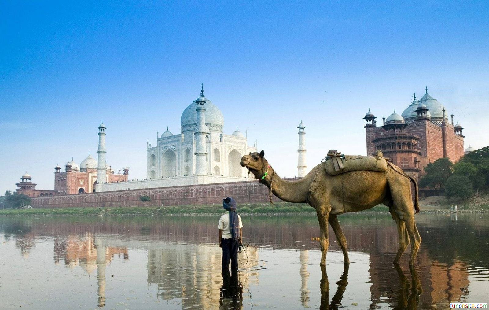 fond d'écran islamique hd pour le bureau plein écran,chameau,chameau arabe,réflexion,l'eau,rivière