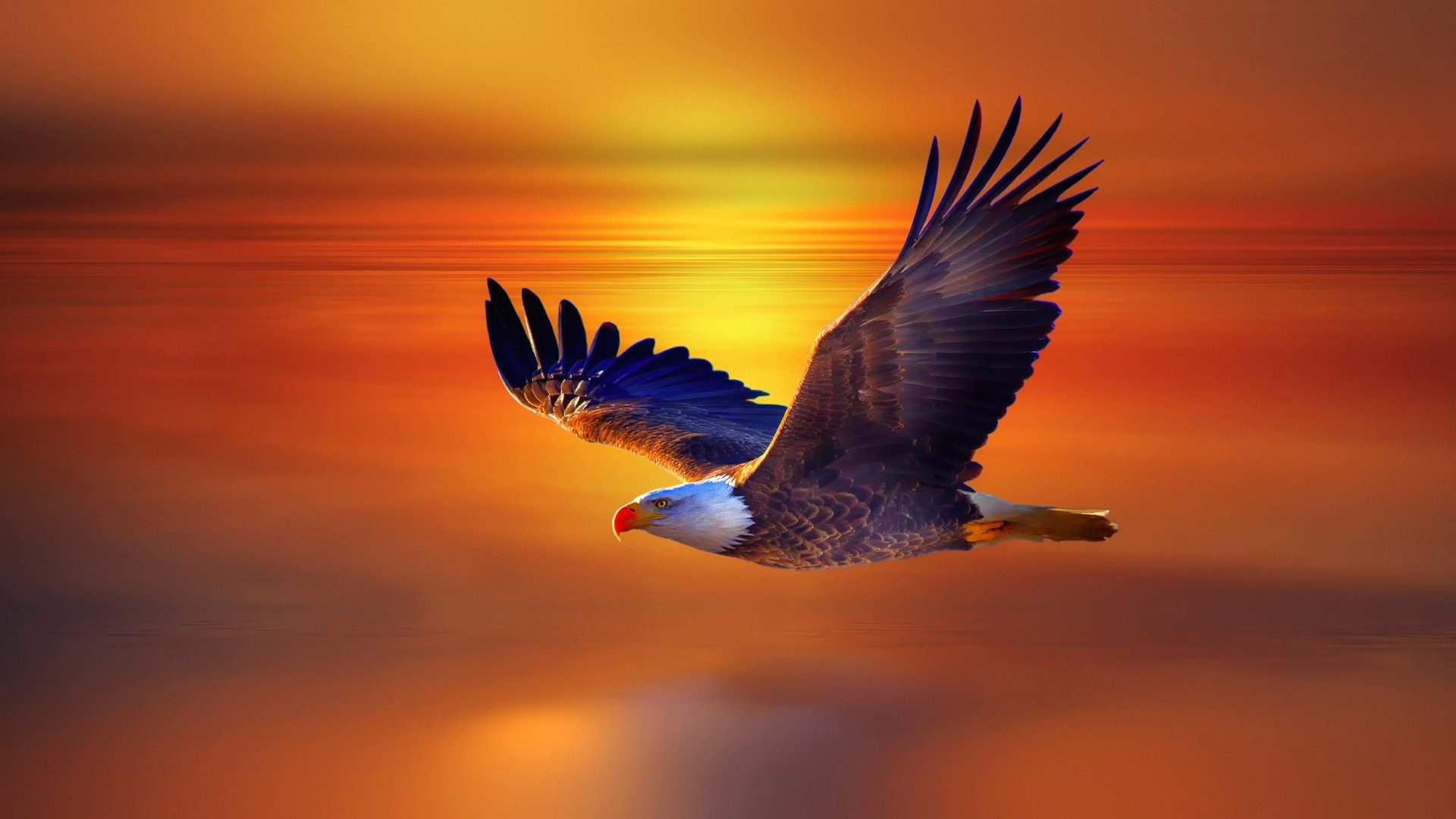 eagle wallpaper,bird,vertebrate,eagle,nature,beak