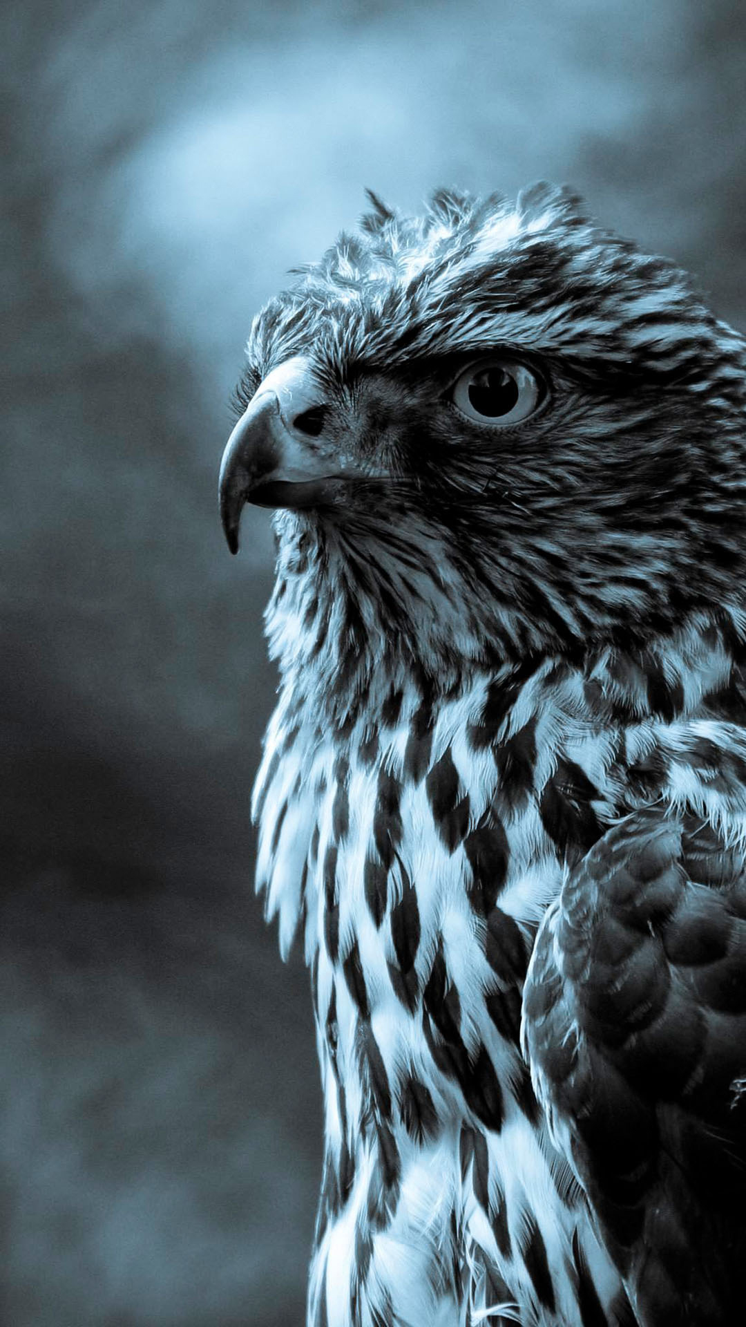 eagle wallpaper,bird,vertebrate,beak,hawk,bird of prey