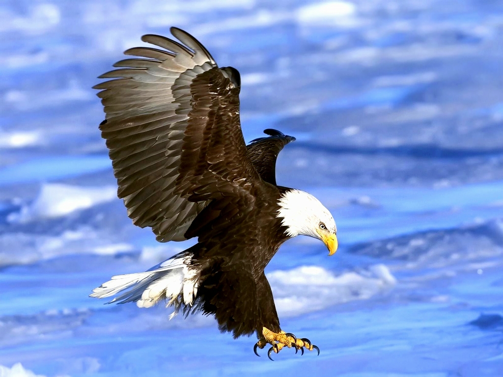 eagle wallpaper,bird,bald eagle,vertebrate,bird of prey,accipitridae