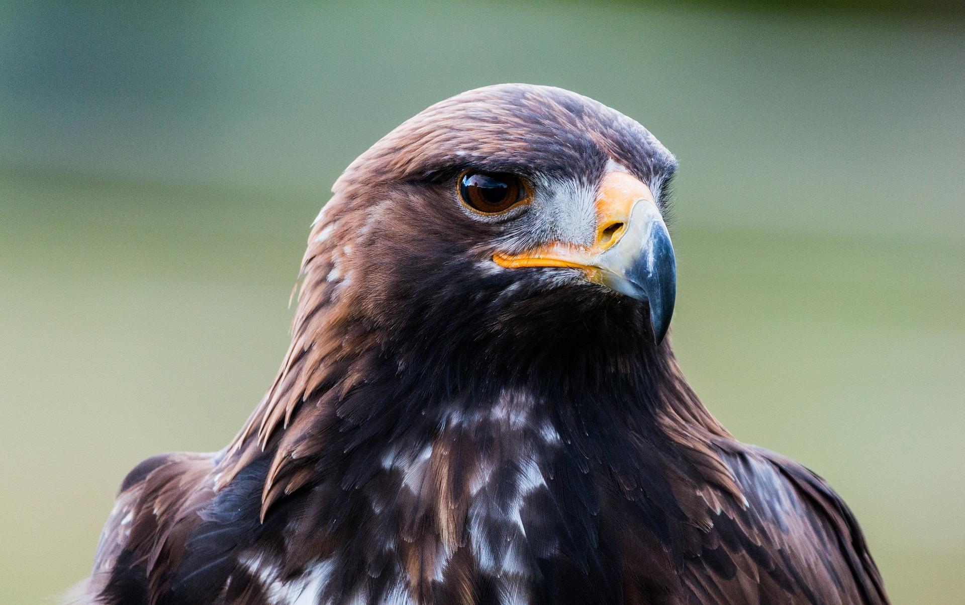 fondo de pantalla de águila,pájaro,ave de rapiña,águila,halcón,águila dorada