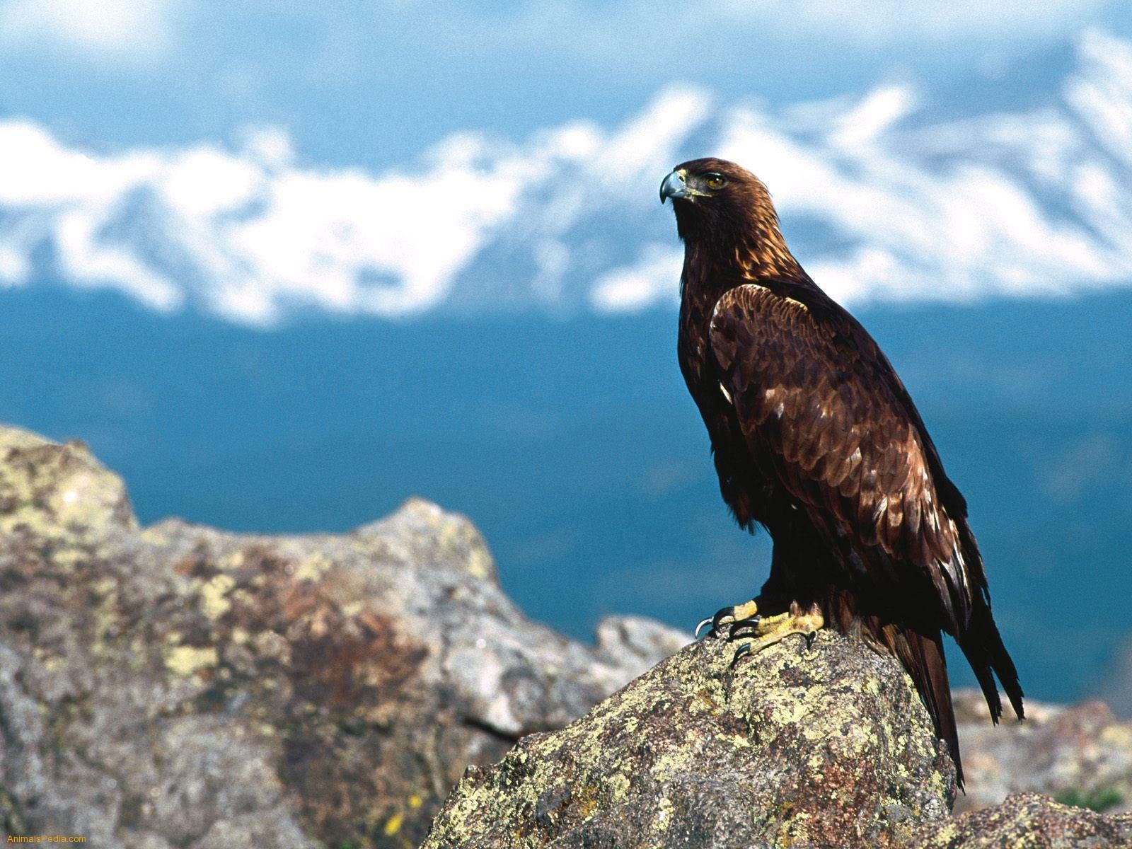 eagle wallpaper,vertebrate,bird,golden eagle,beak,bird of prey