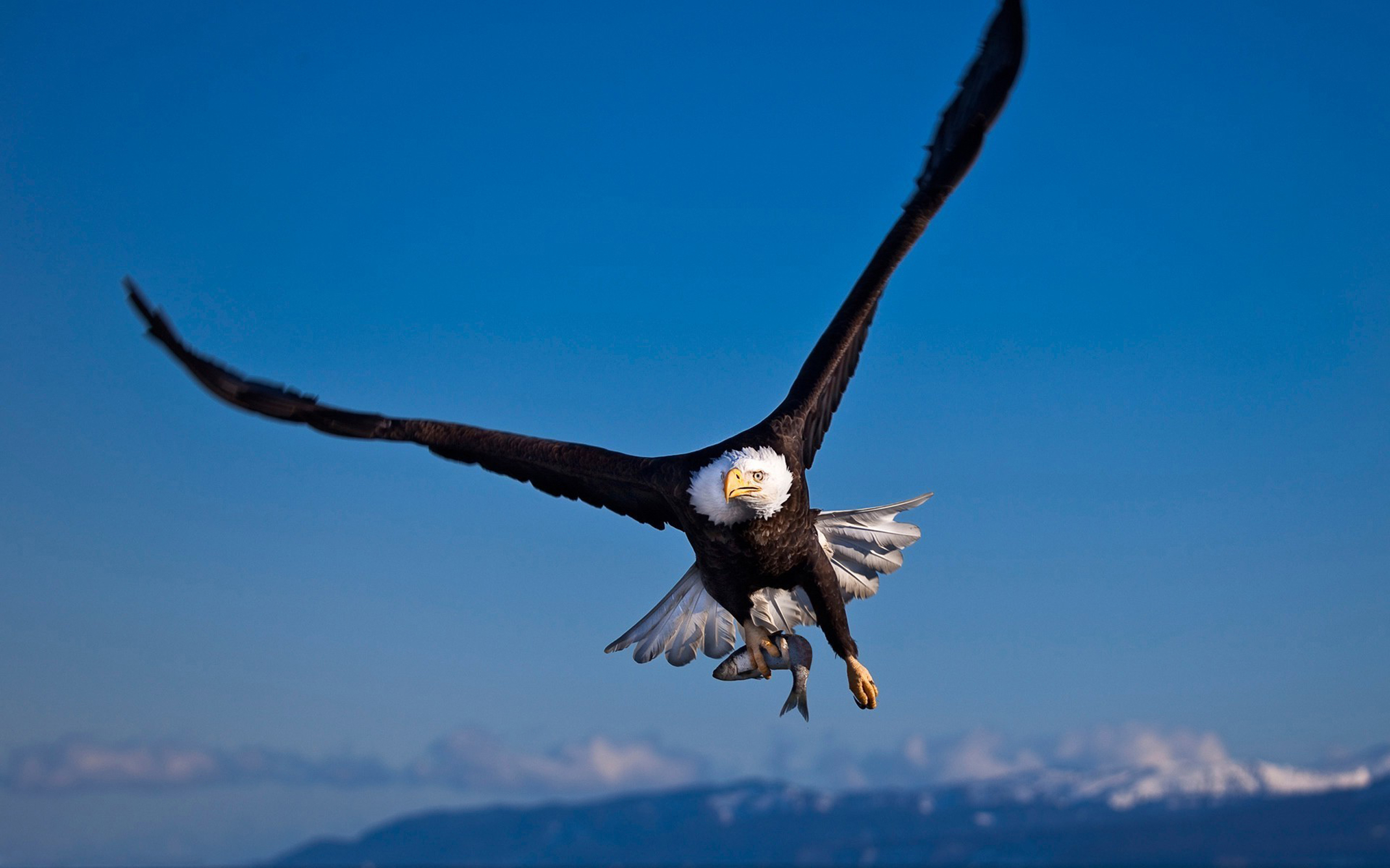 fondo de pantalla de águila,pájaro,águila calva,águila,ave de rapiña,accipitriformes