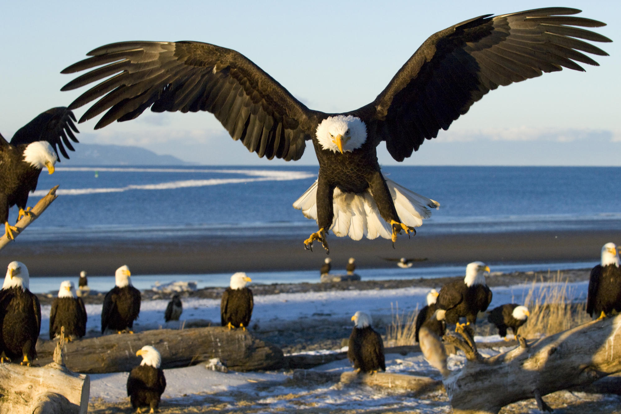 adler tapete,vogel,weißkopfseeadler,raubvogel,adler,accipitriformes