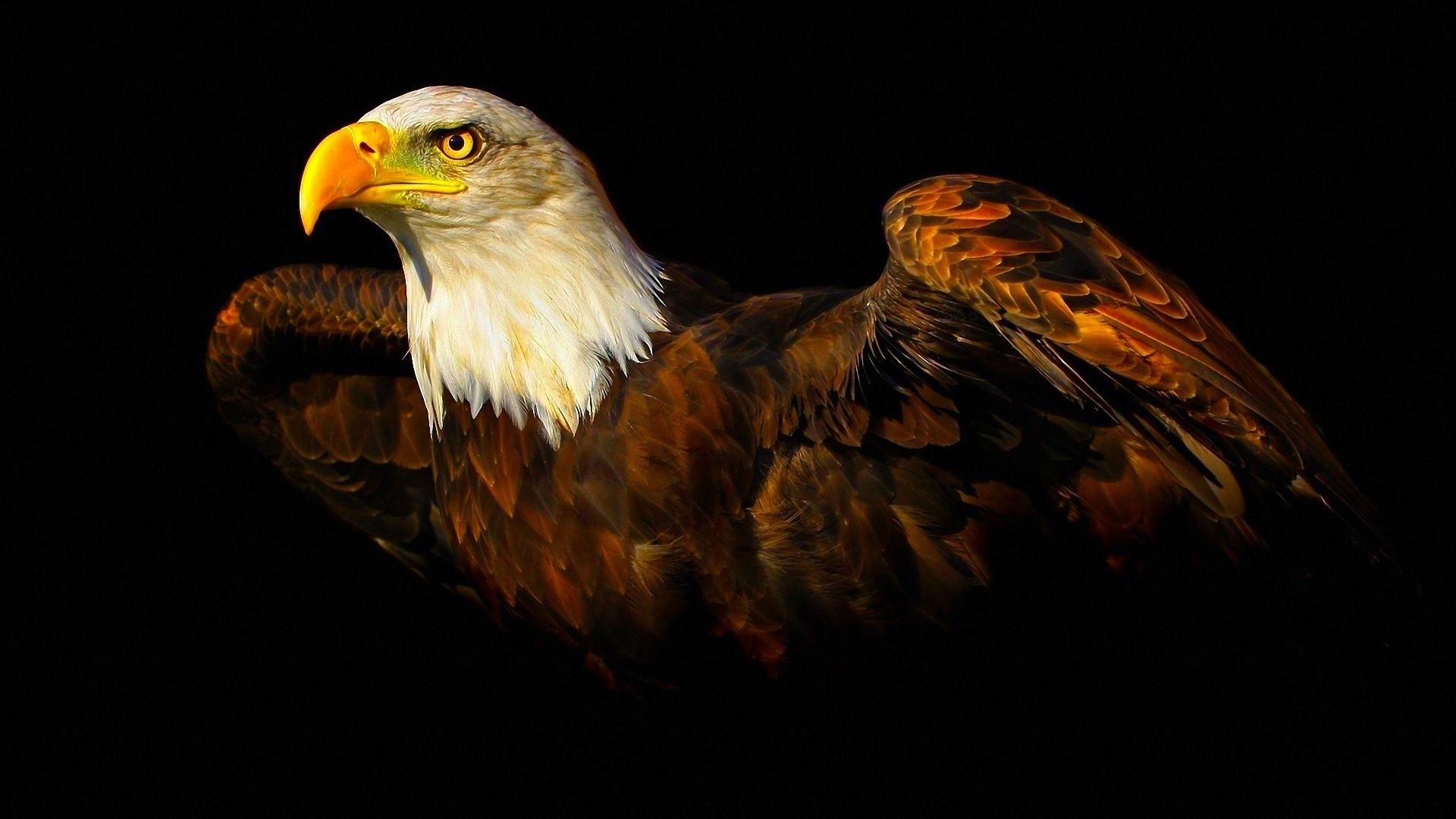 fondo de pantalla de águila,pájaro,ave de rapiña,águila calva,águila,accipitriformes