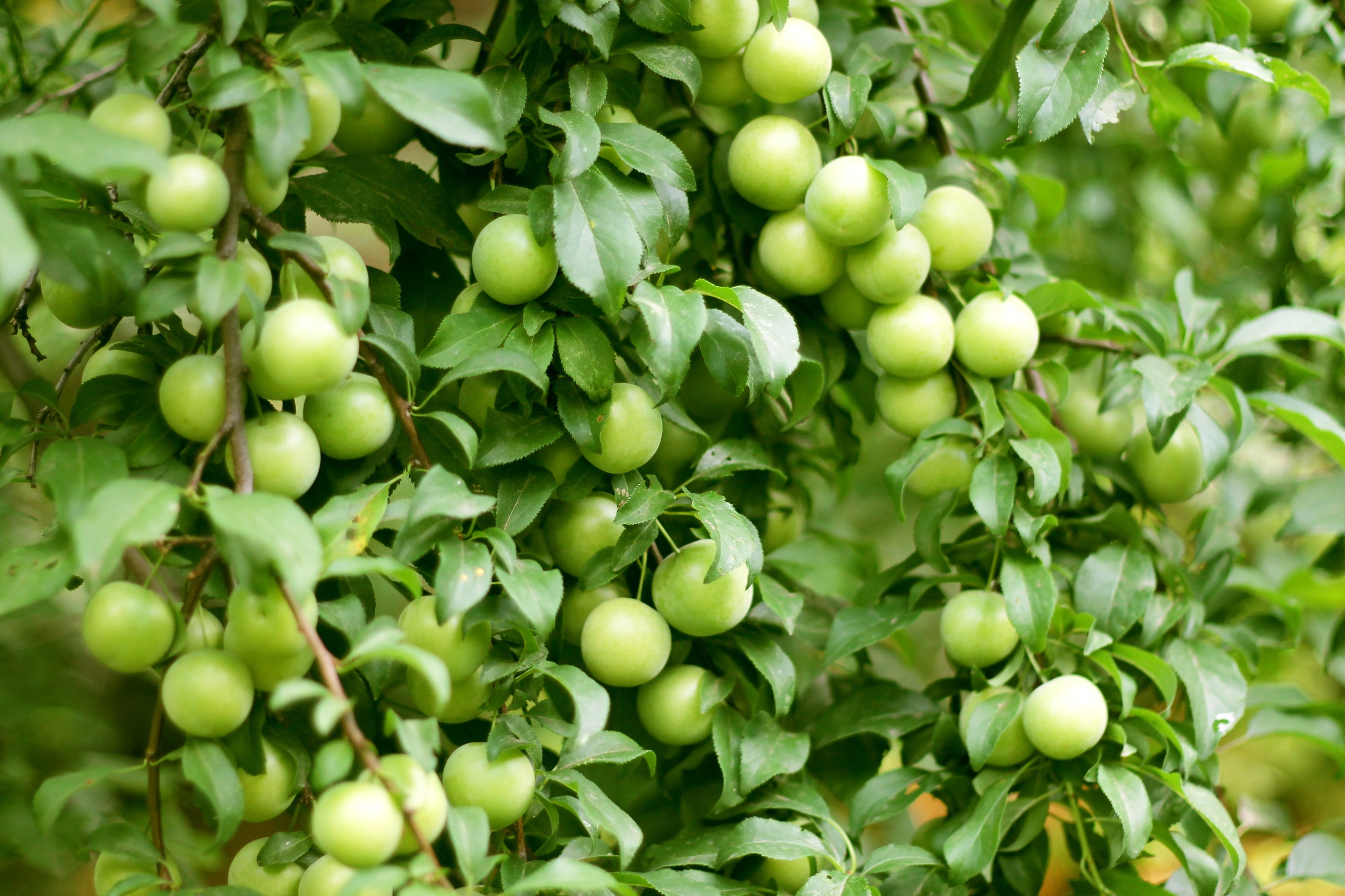 carta da parati di frutta,pianta fiorita,pianta,albero da frutta,frutta,albero