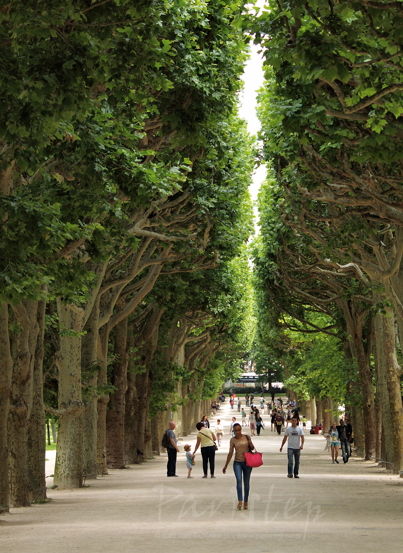 carta da parati di parigi,albero,pianta legnosa,architettura,pianta,strada transitabile