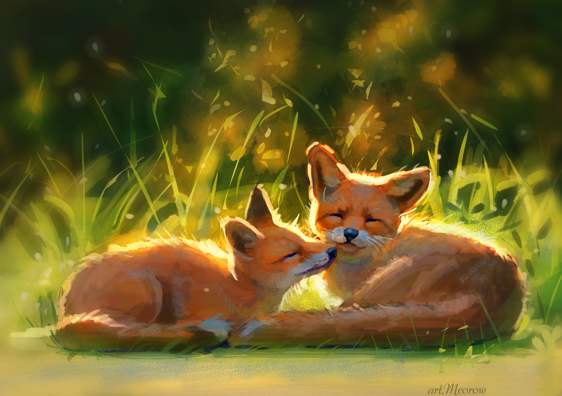 fox wallpaper,red fox,canidae,fox,wildlife,dhole