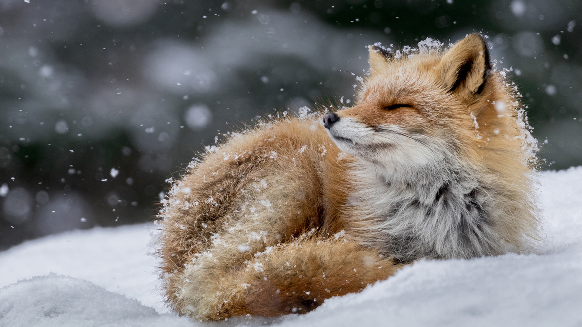 fox wallpaper,canidae,red fox,fox,wildlife,snout