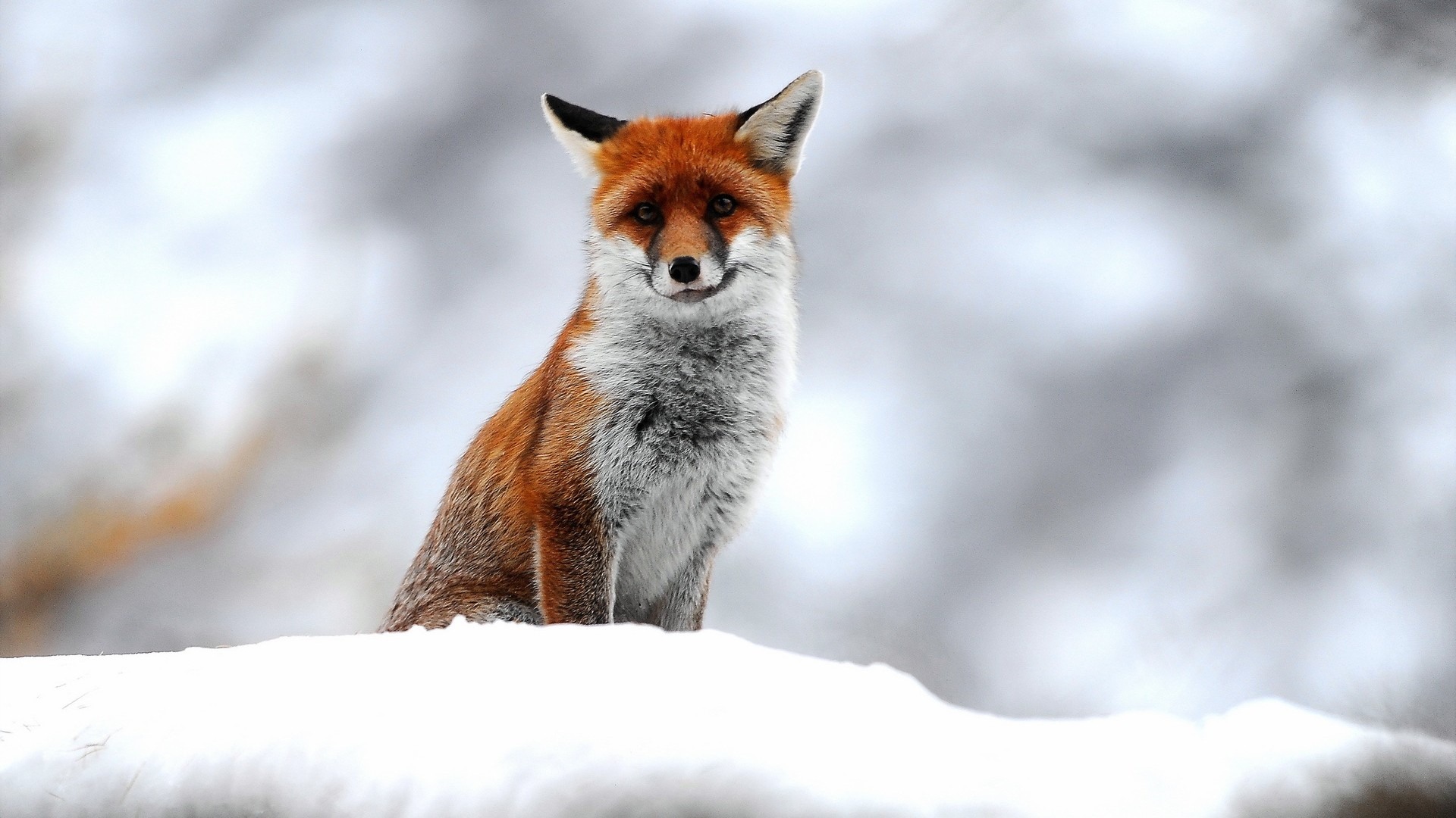 fondo de pantalla de zorro,zorro rojo,zorro,fauna silvestre,bigotes,hocico