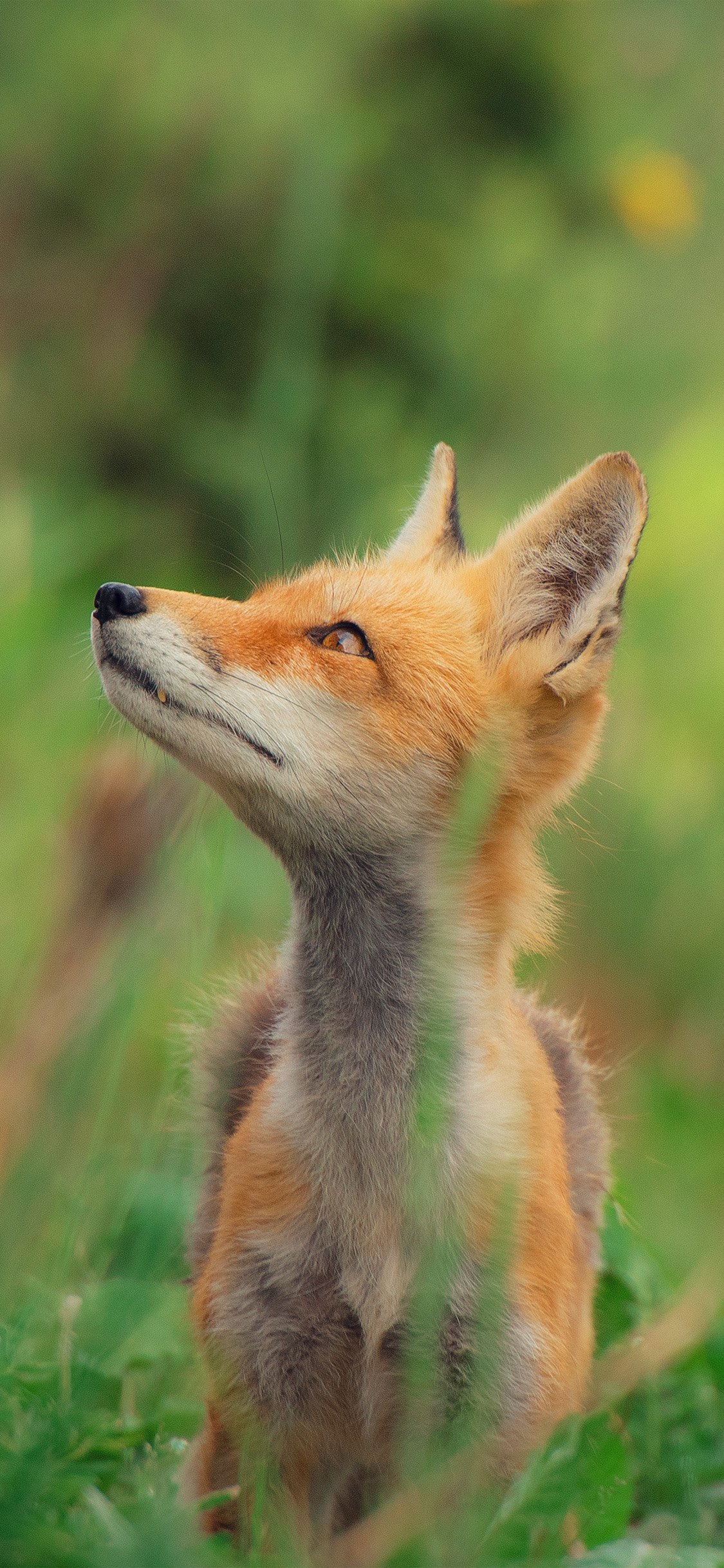 fox wallpaper,mammal,fox,vertebrate,red fox,canidae