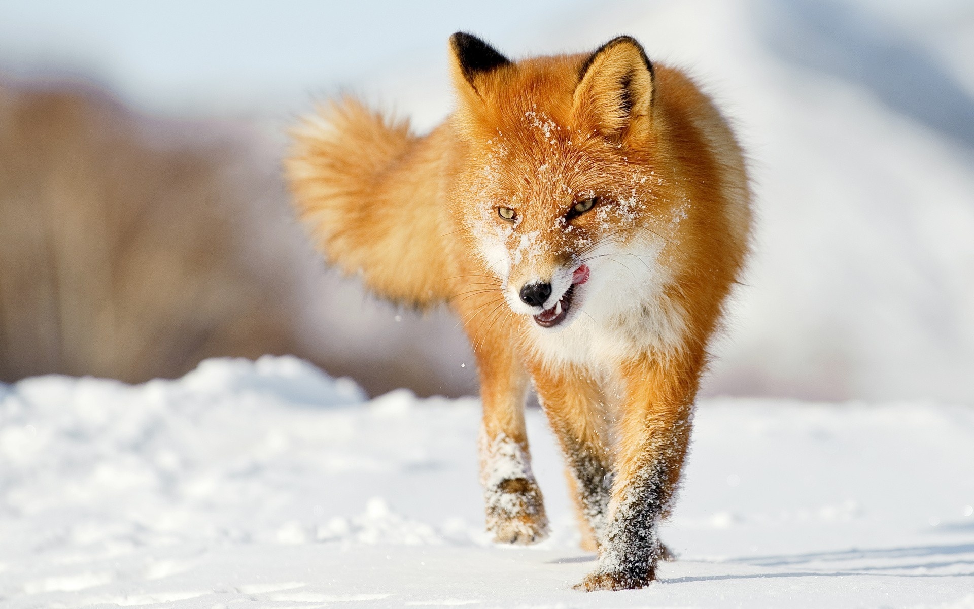 fuchs tapete,fuchs,roter fuchs,tierwelt,schnauze,schnurrhaare