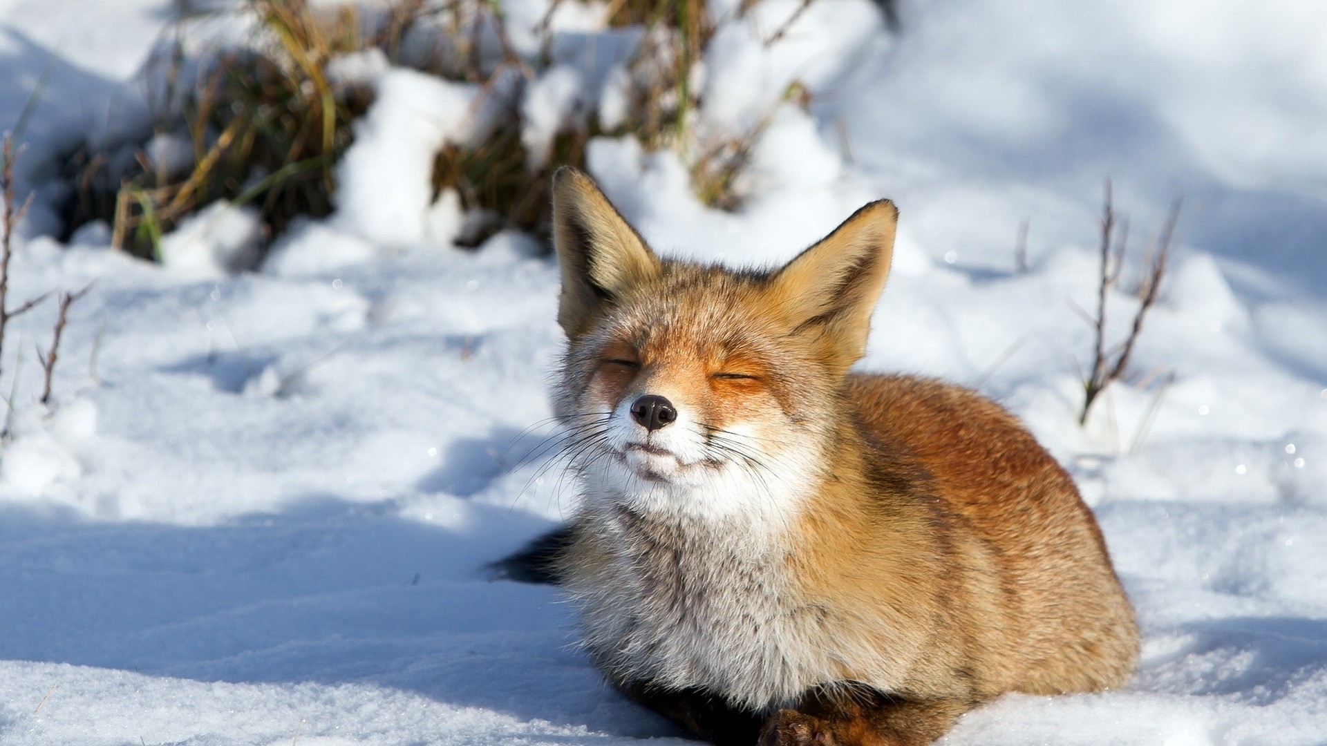 fondo de pantalla de zorro,zorro rojo,zorro,fauna silvestre,bigotes,invierno