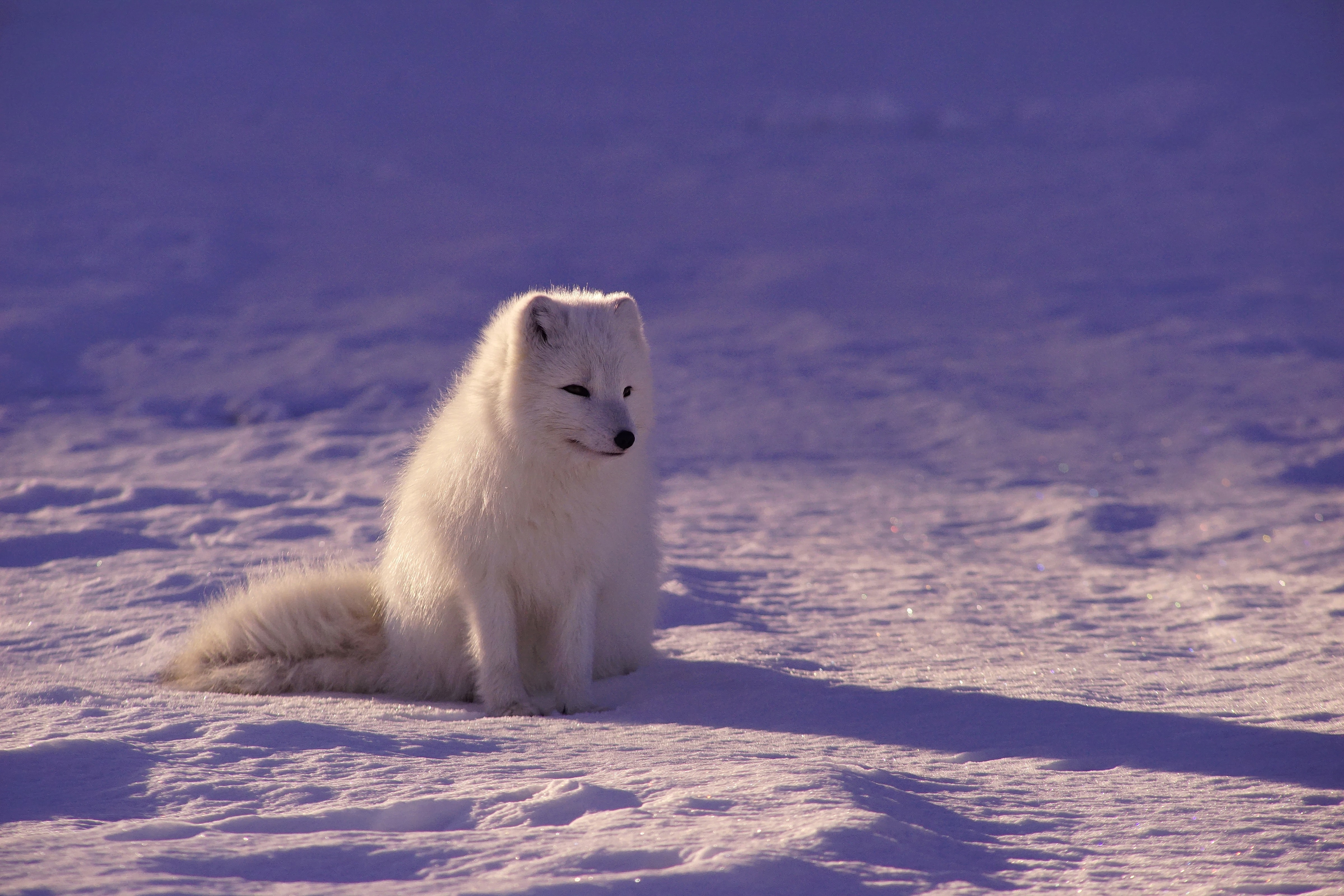 fond d'écran de renard,le renard arctique,arctique,ciel,faune,neige