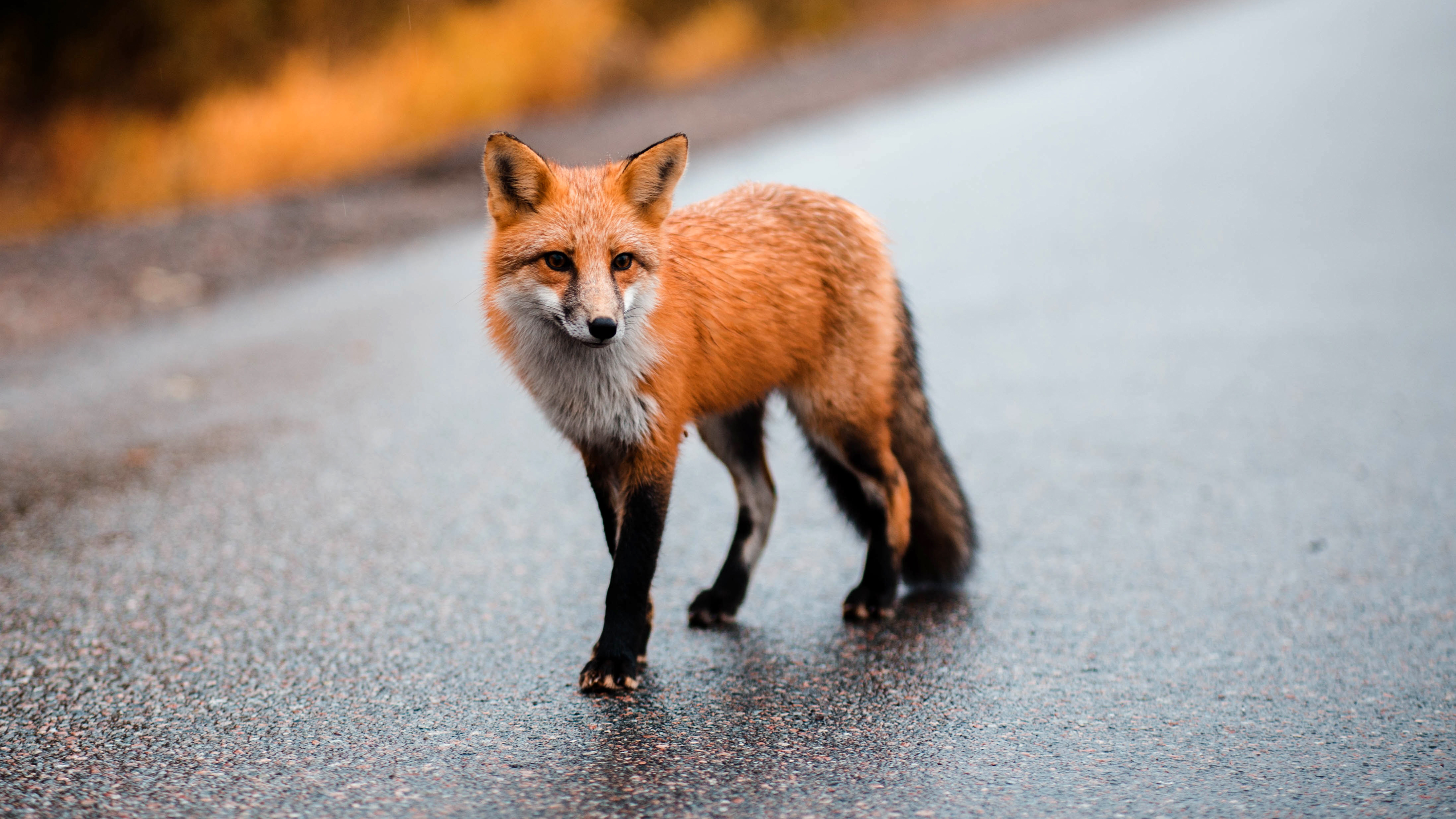fox wallpaper,mammal,red fox,vertebrate,canidae,fox