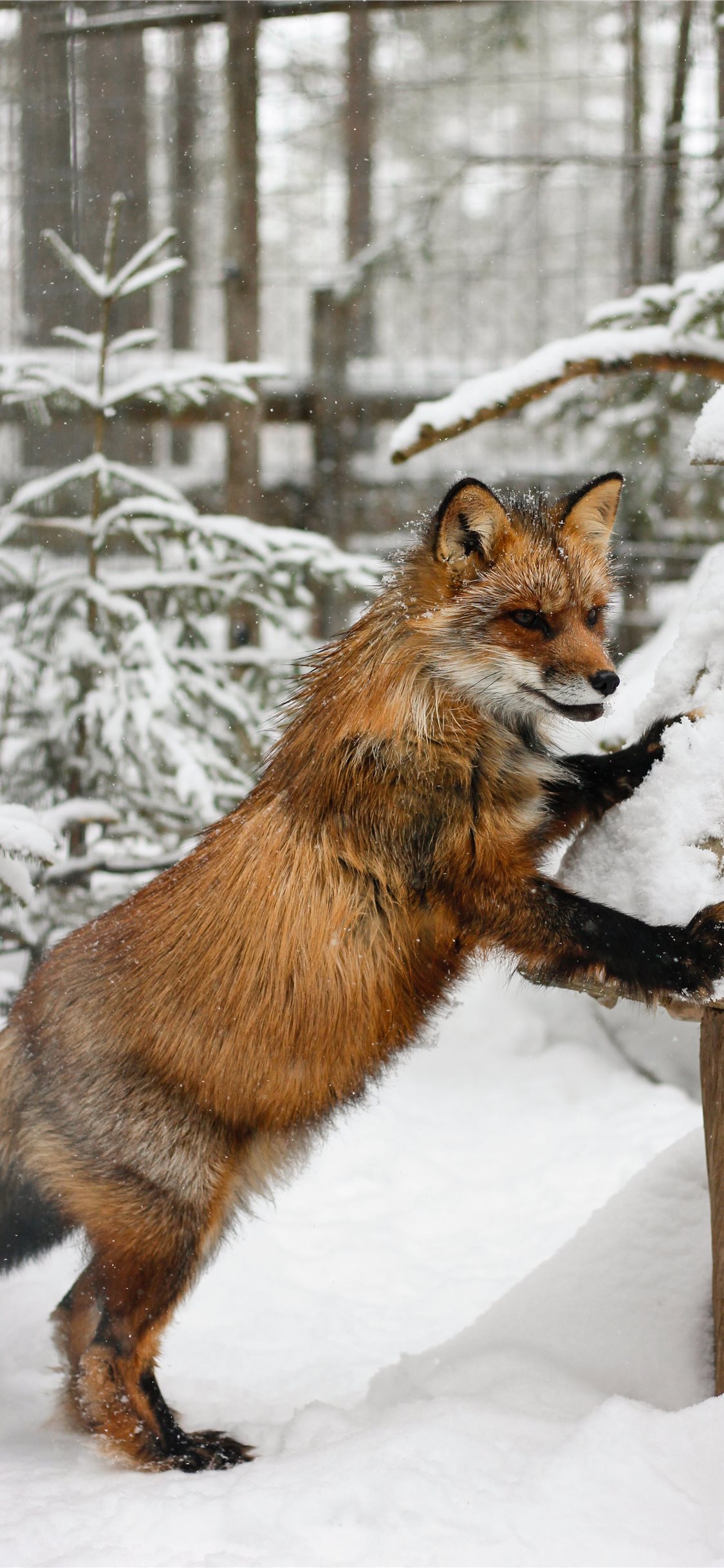 fond d'écran de renard,renard rouge,renard,faune,museau,fourrure