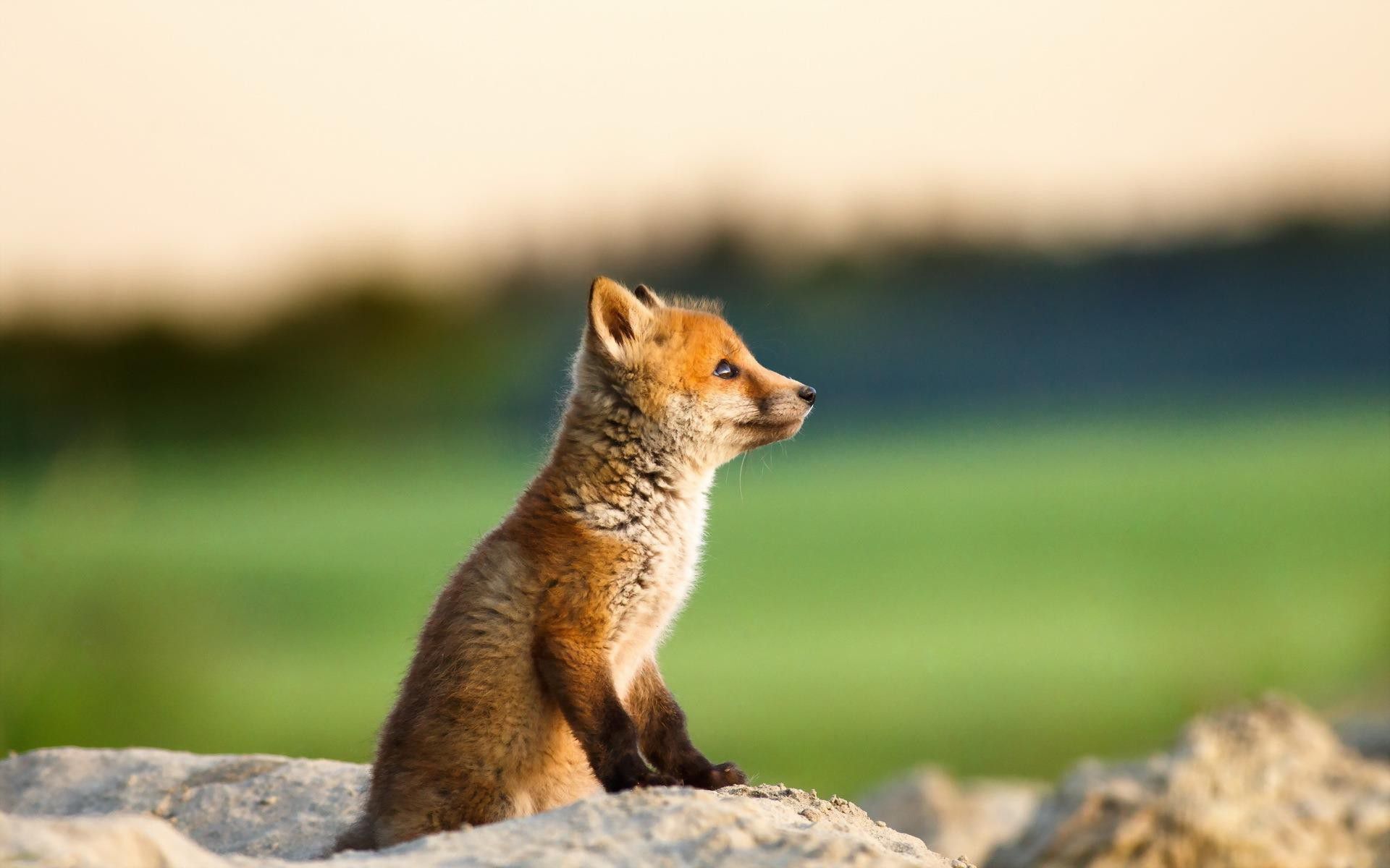 Baby Fox Wallpaper Mammal Red Fox Vertebrate Fox Canidae 5916 Wallpaperuse