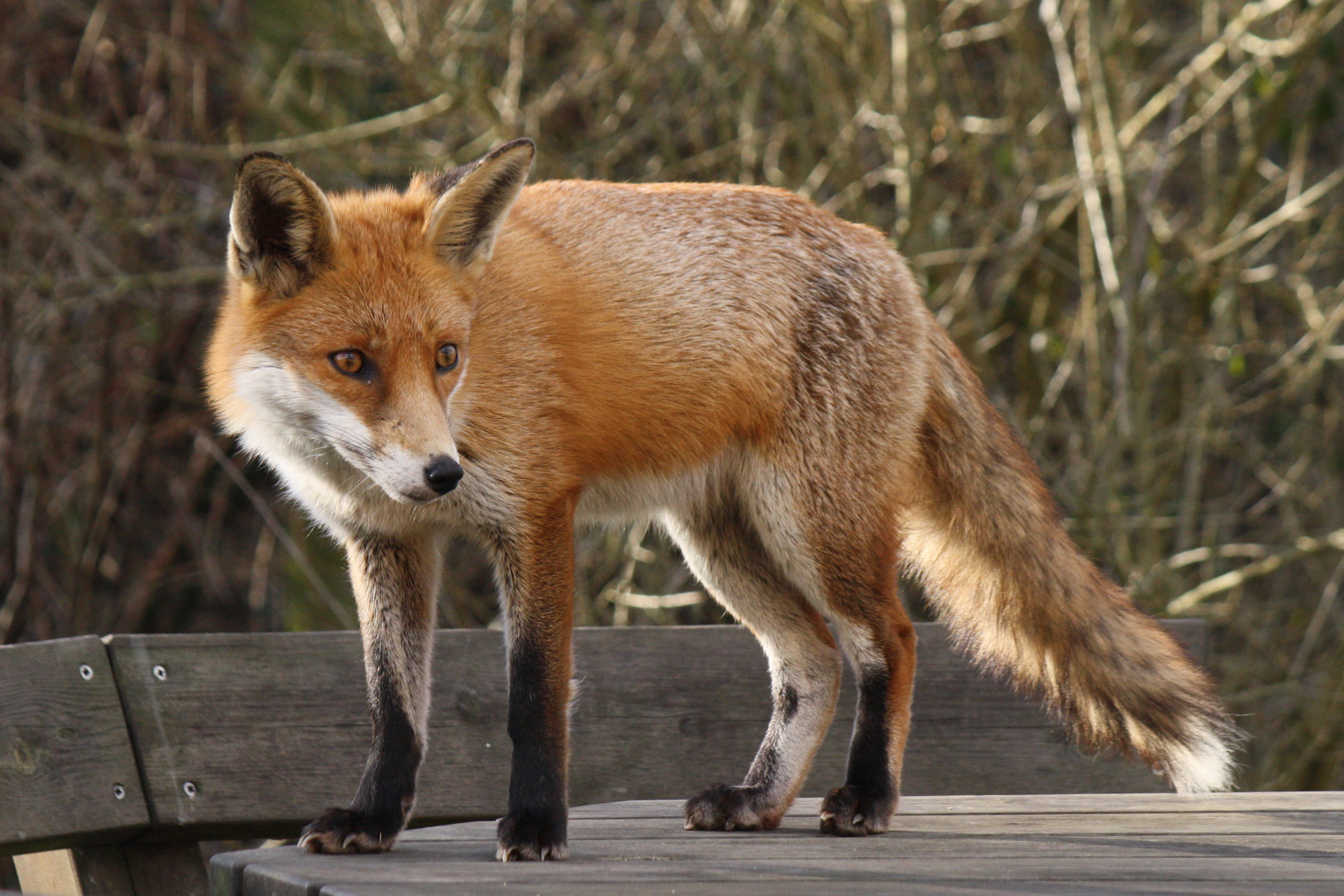 fox wallpaper,mammal,red fox,vertebrate,wildlife,canidae
