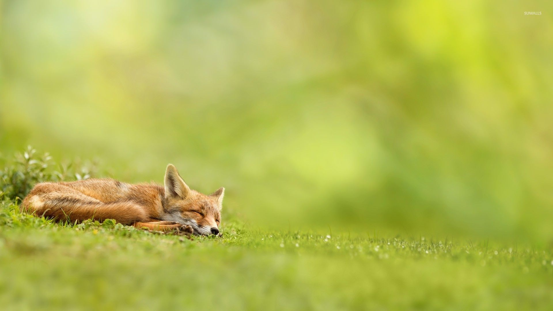fox wallpaper,fox,red fox,canidae,mammal,wildlife