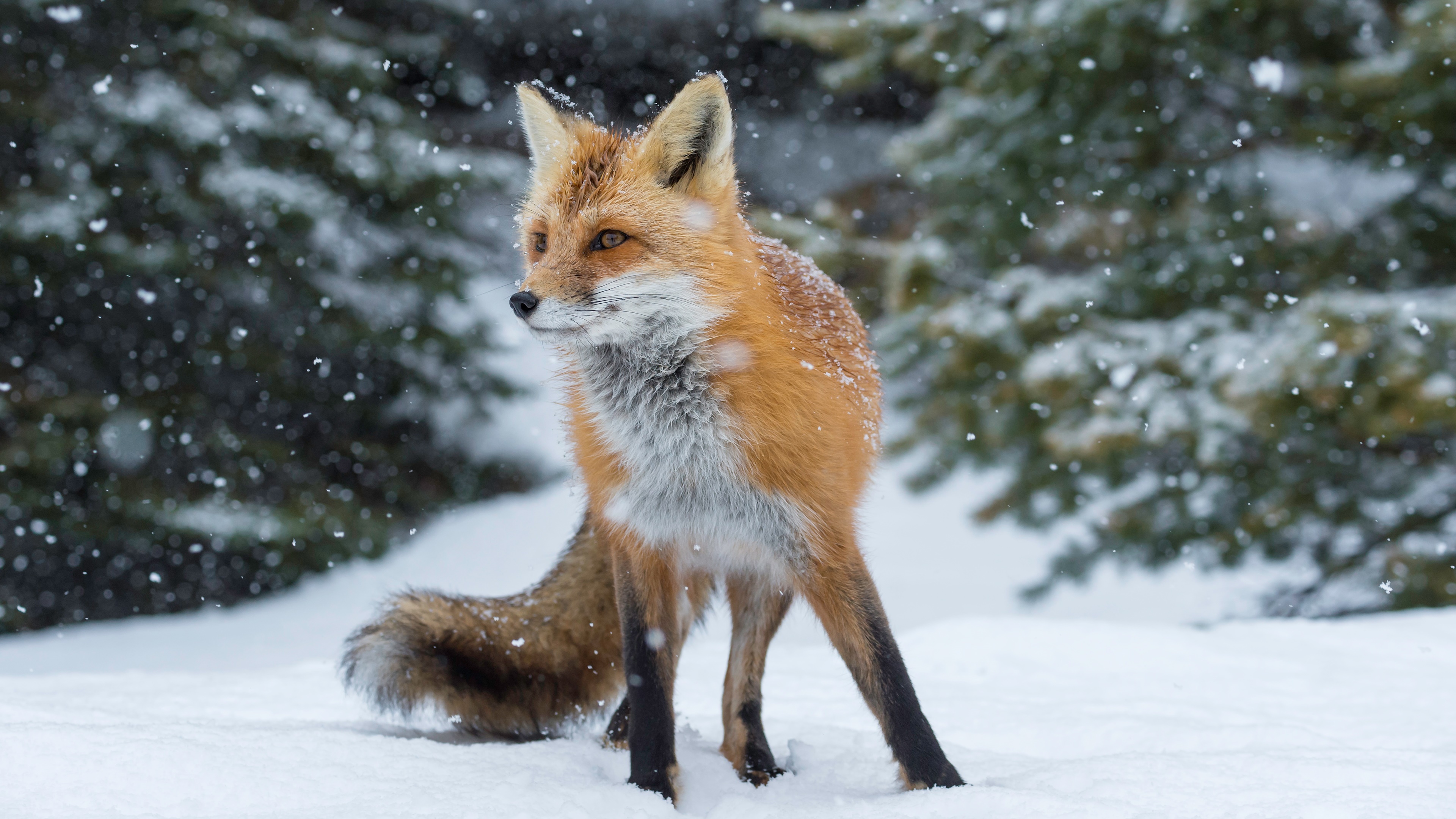 fox wallpaper,mammal,red fox,vertebrate,fox,wildlife