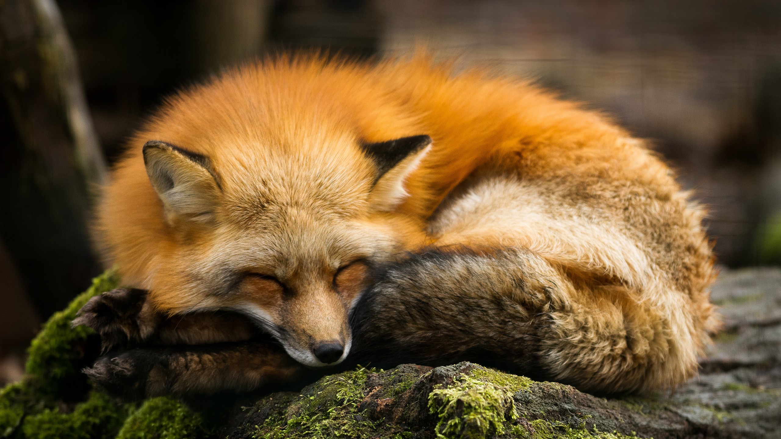 fox wallpaper,mammal,vertebrate,fox,red fox,canidae