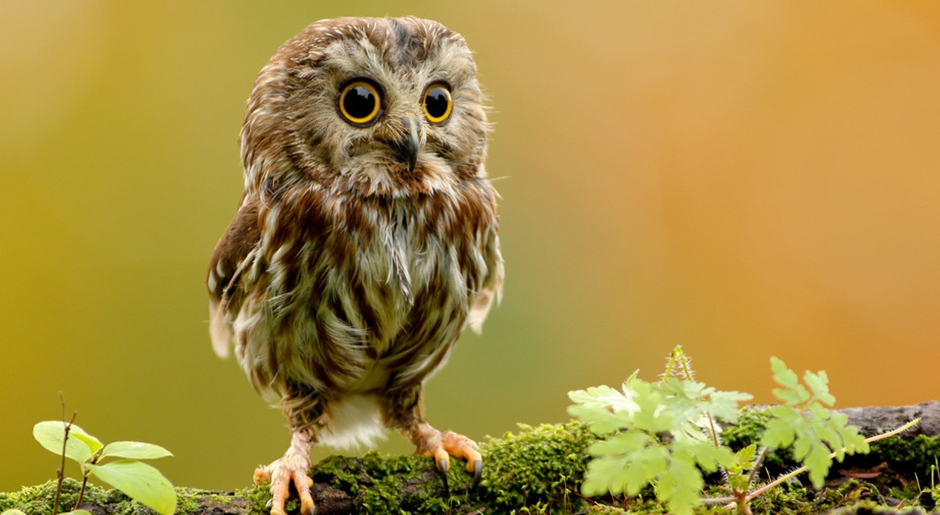 フクロウの壁紙,フクロウ,鳥,猛禽,自然,野生動物