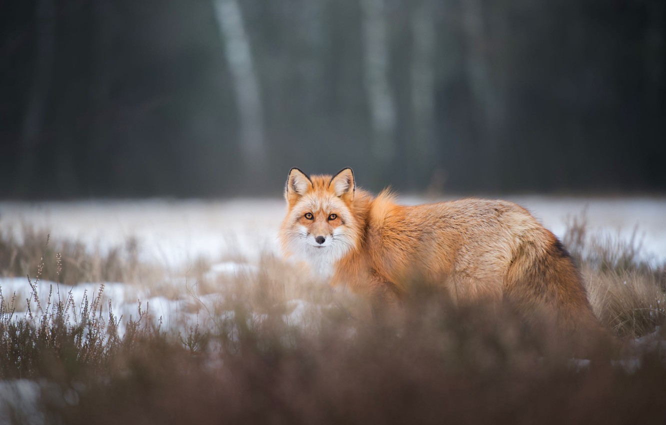 fond d'écran de renard,renard rouge,faune,renard,fourrure,hiver