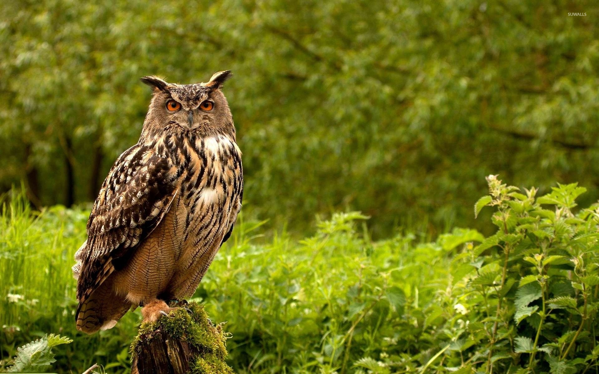 carta da parati gufo,uccello,gufo,uccello rapace,natura,animale terrestre