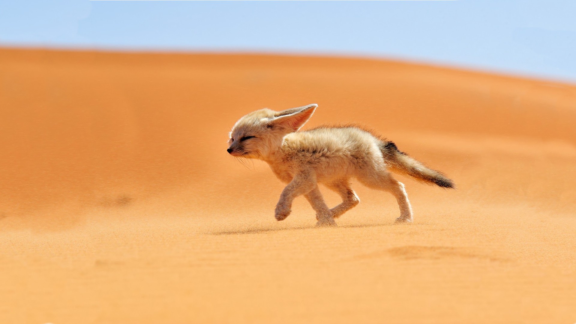 キツネの壁紙,狐,砂漠,野生動物,風景,砂